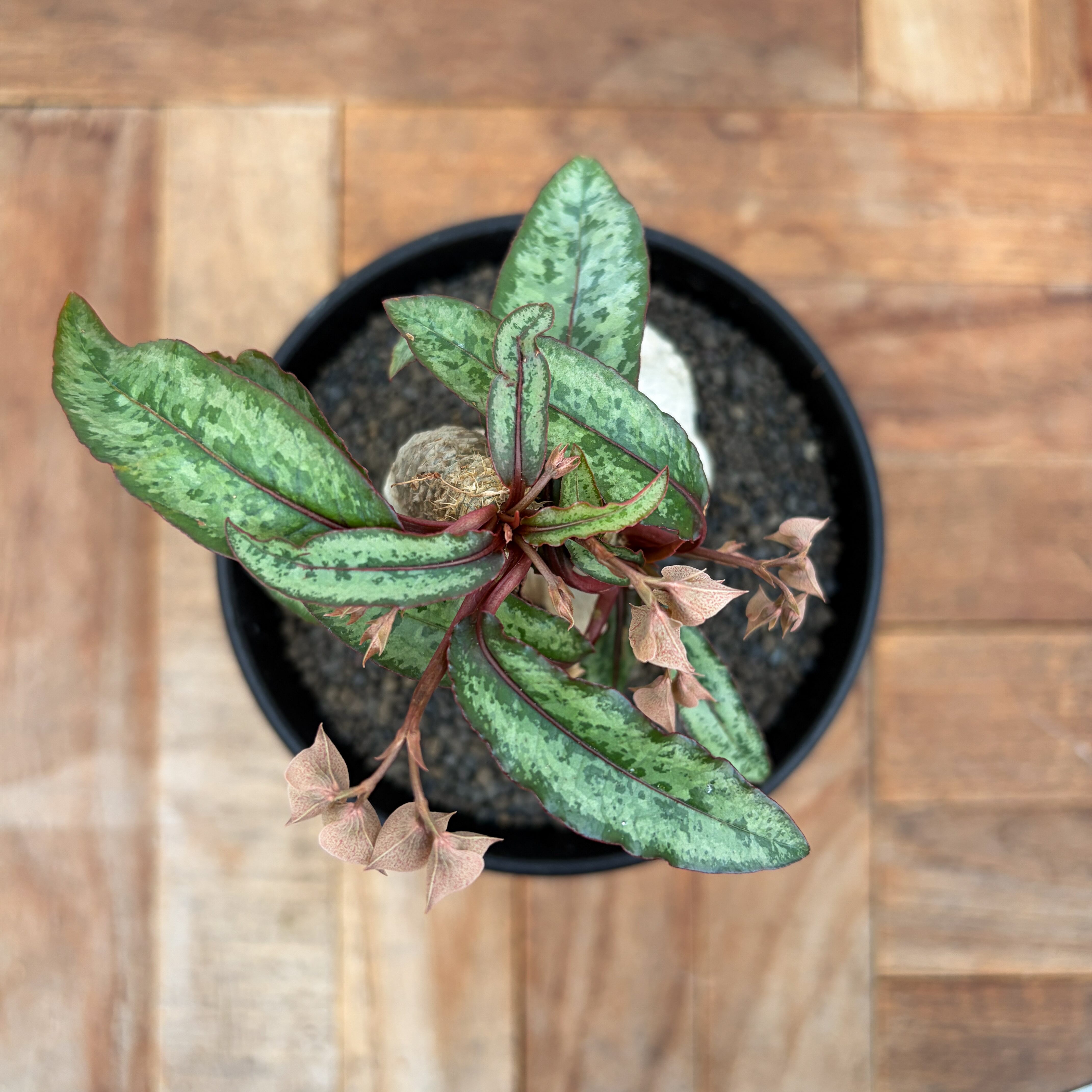 Euphorbia cremersii【ユーフォルビア・クレメルシー】 | RIMO'S GREEN