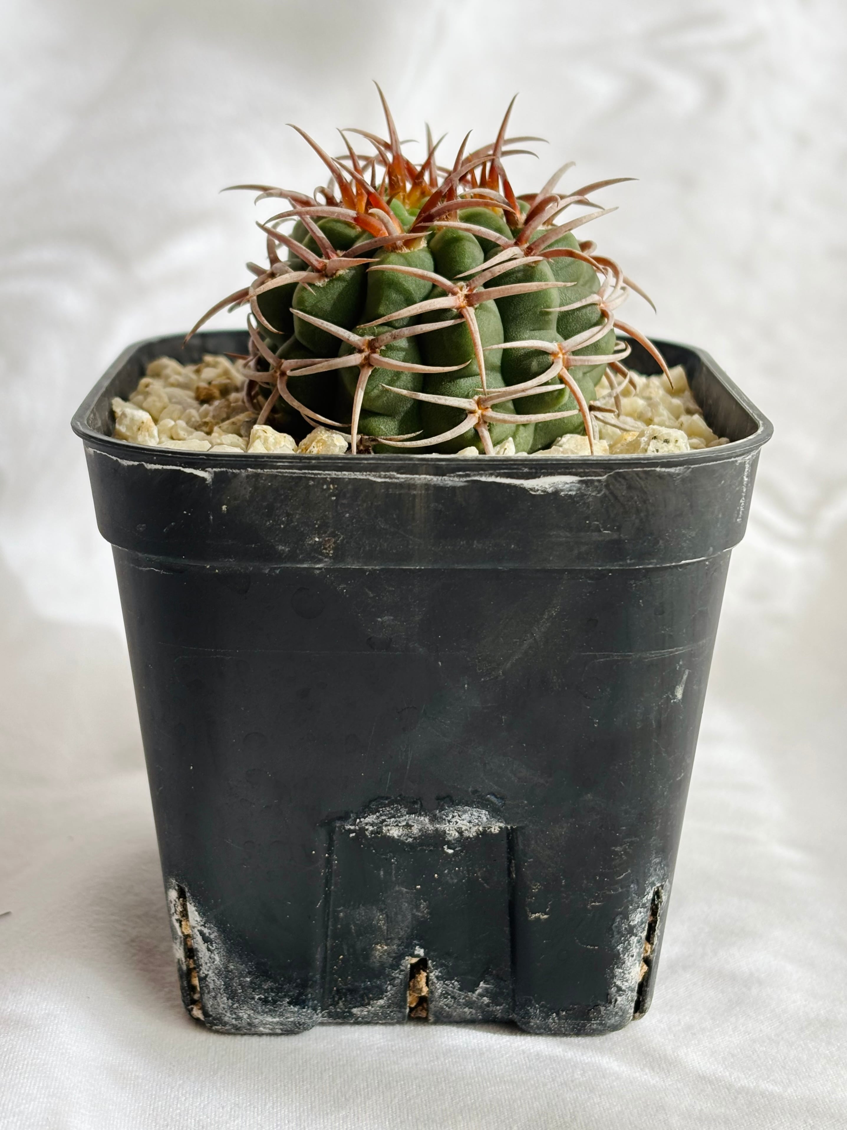 Gymnocalycium mostii ssp. ferocior ギムノカリキュウム フェロ