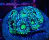 【現地買付】BabyLordhowensis "Green" 1