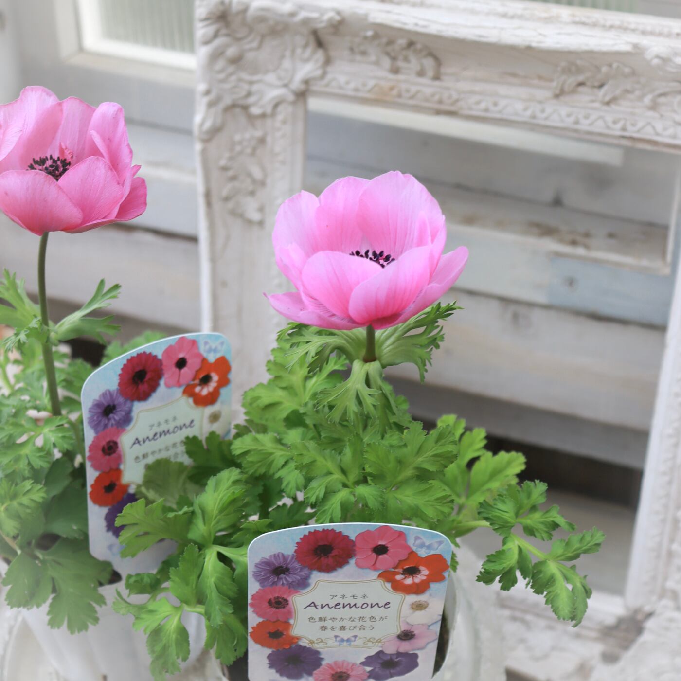 Green heartꕥオンラインショップ