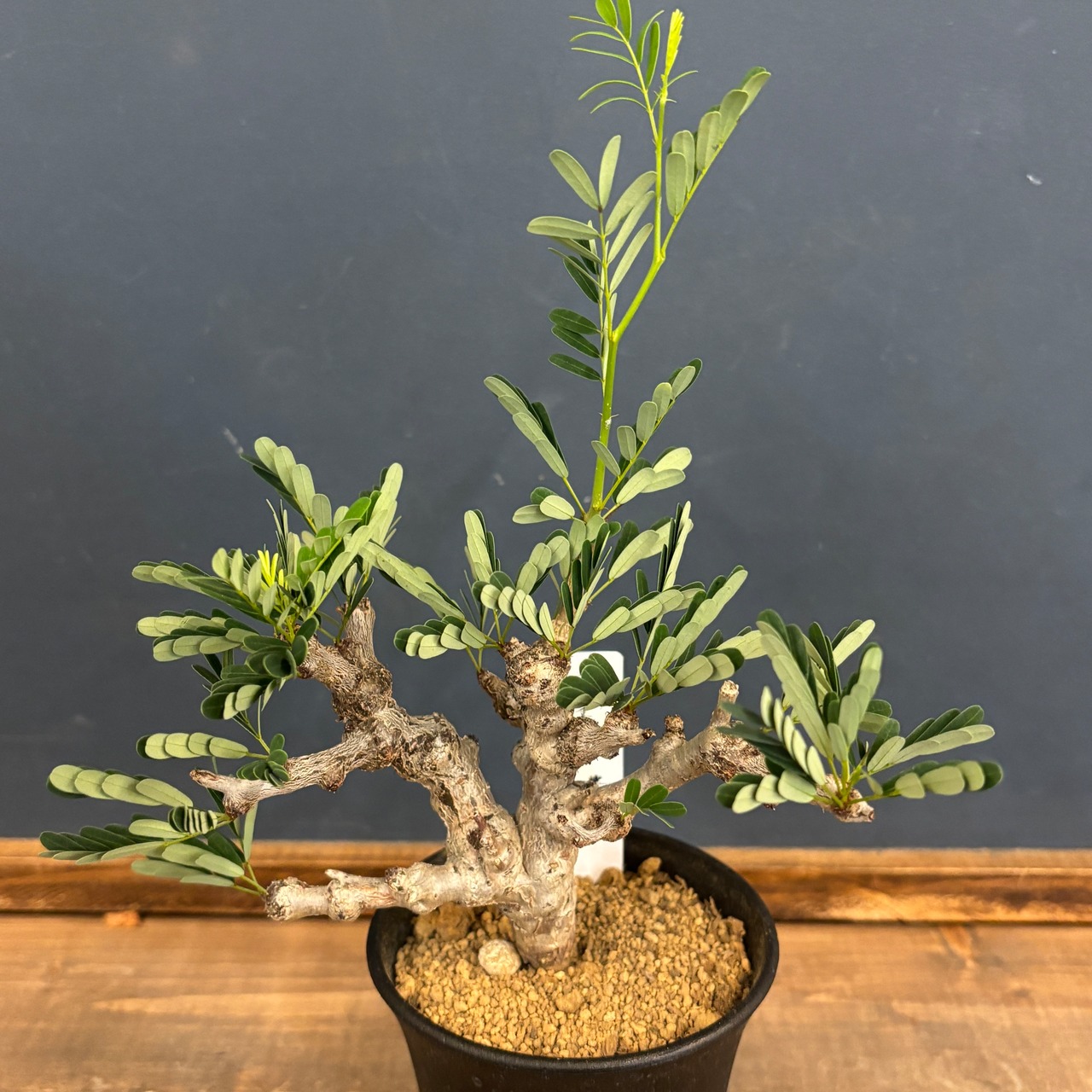 センナ メリディオナリス【523】