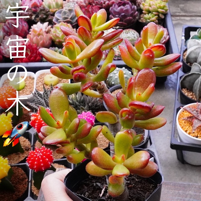 人気　可愛い葉【ホービット 1】多肉植物　クラッスラ　金のなる木の変種