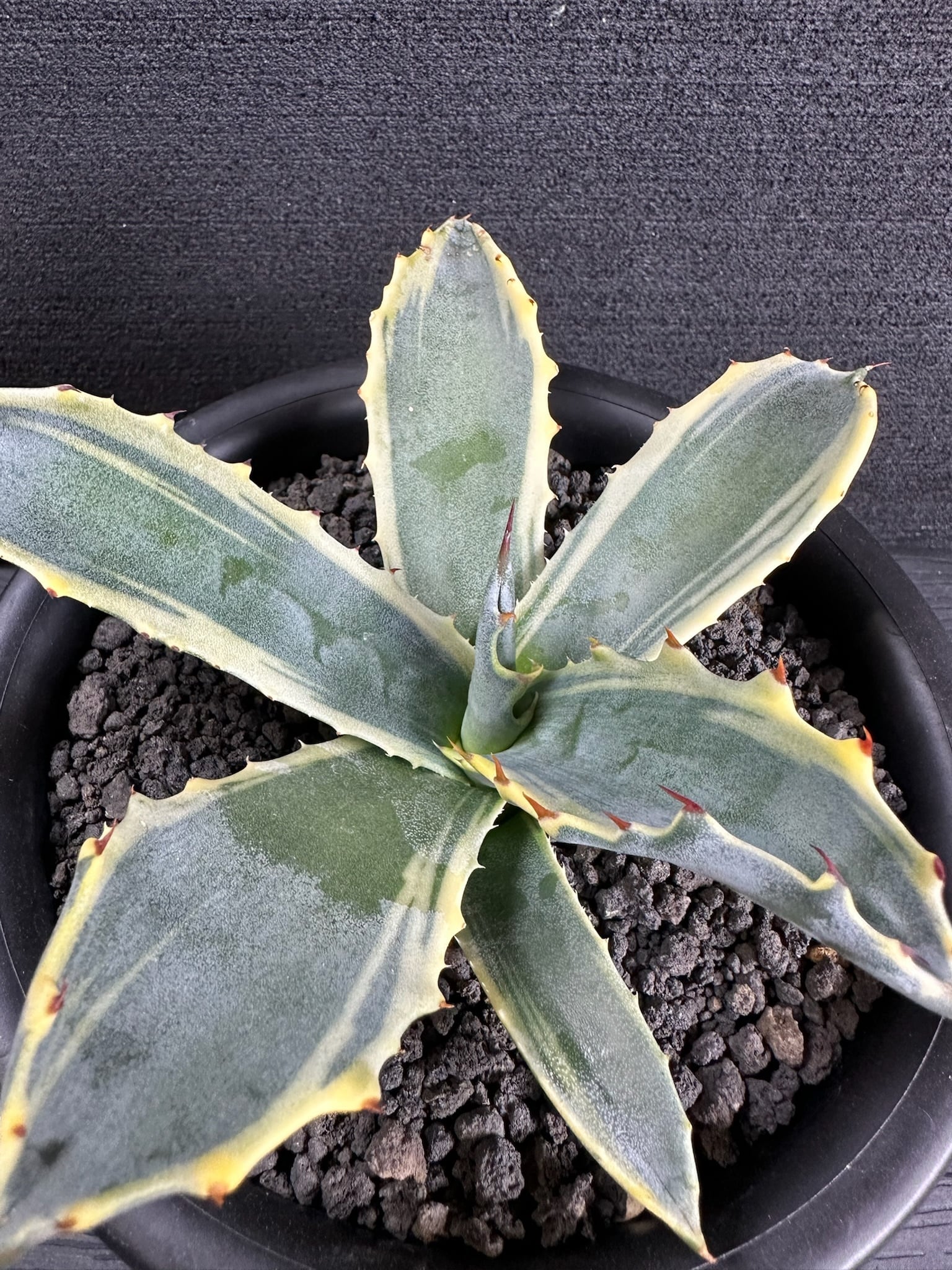 475 アガベ ポタトラム 