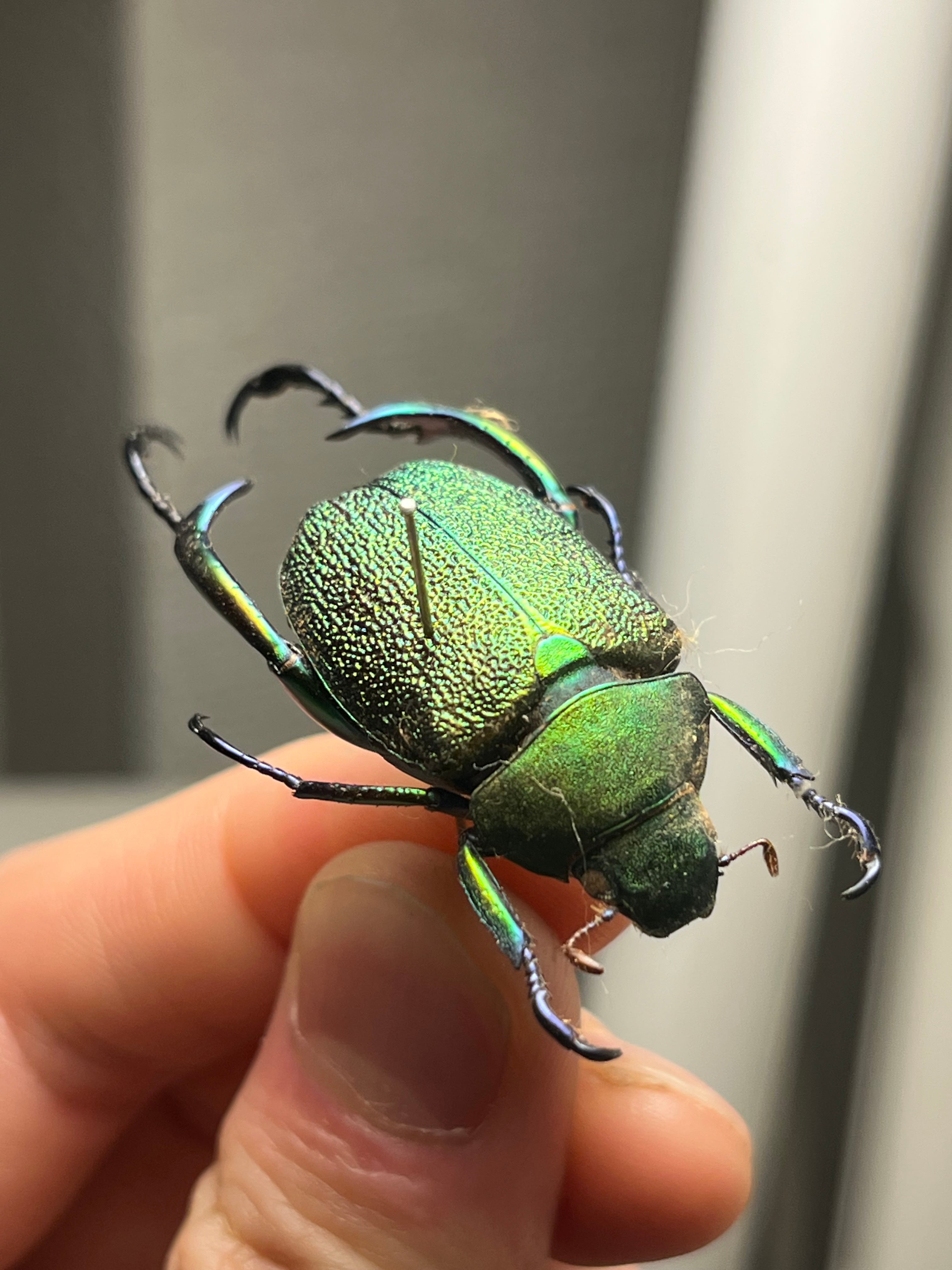 32mm】アシナガミドリツヤツヤコガネ 昆虫標本 プラチナコガネ