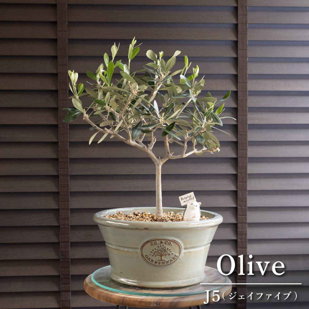 Olive オリーブの木 J5 ジェイファイブ 9号RHSポット 浅鉢 オリーブ 庭木 樹木 果樹
