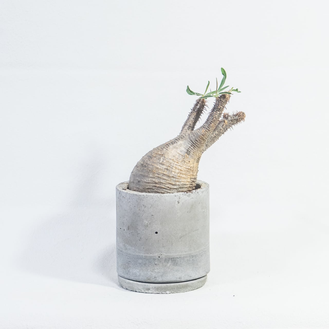 観葉植物 パキポディウム・グラキリス 曲線美を際立てる手作り鉢の一点物インテリア