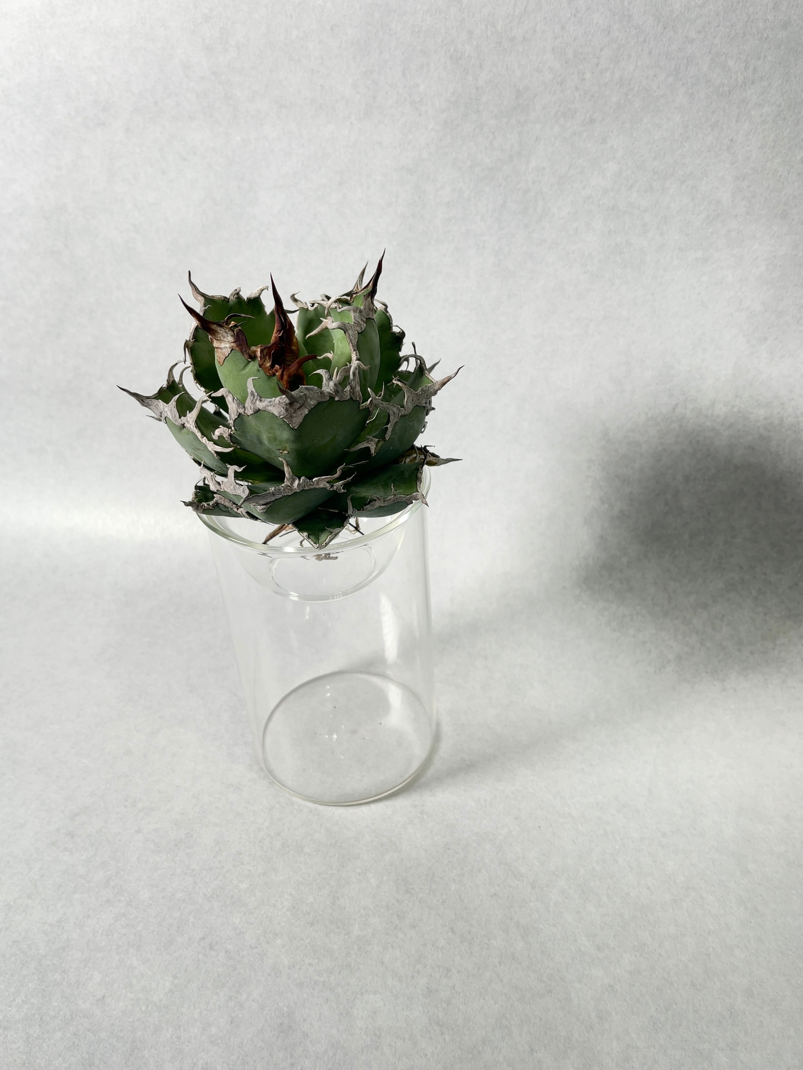 アガベ・シーザー 6(M) | trigger