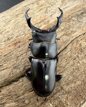 【WD】《ウォードコクワ チベット産 ブラックタイプ 43mm ペア》