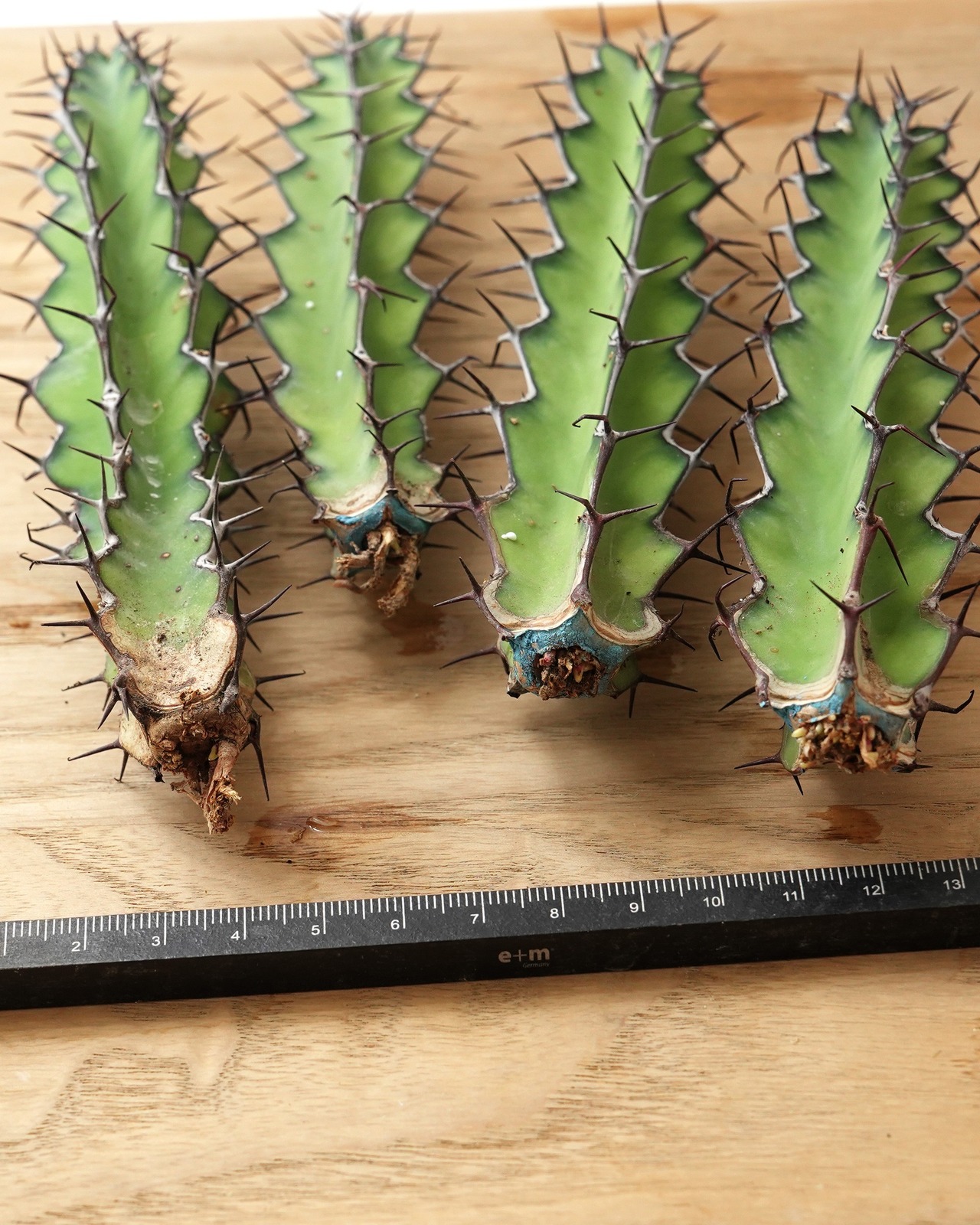 カット苗 ユーフォルビア ゾウトパンスベルゲンシス M Euphorbia zoutpansbergensis