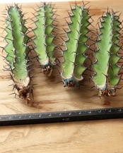 カット苗 ユーフォルビア ゾウトパンスベルゲンシス M Euphorbia zoutpansbergensis