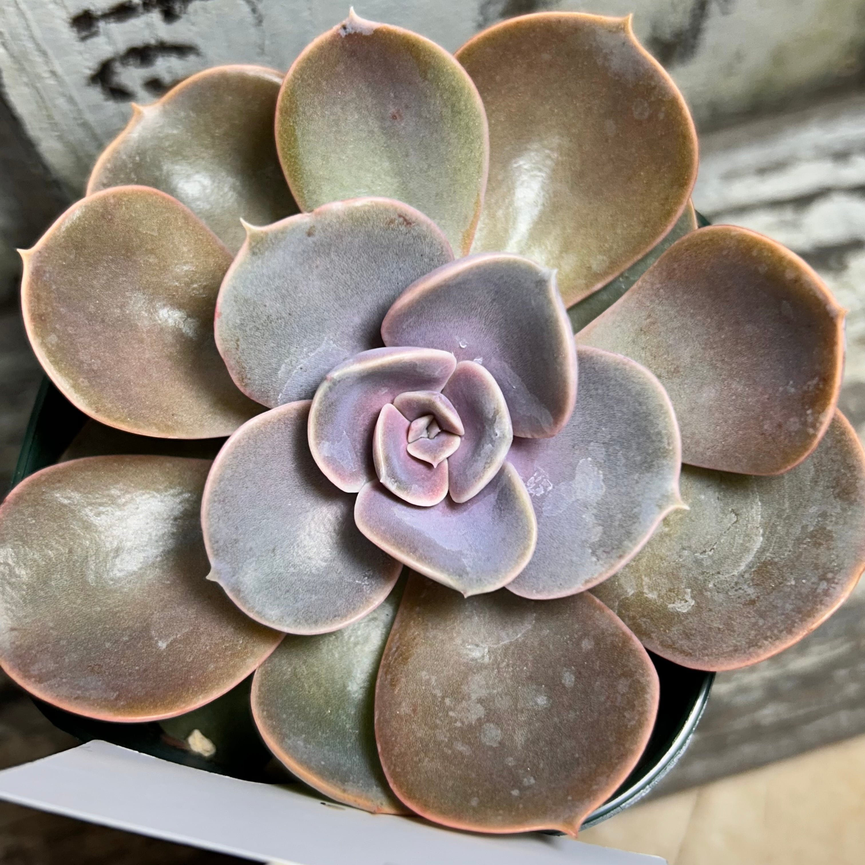 T)ブルームーン センペル(鉢入り | RuPo 多肉植物専門店