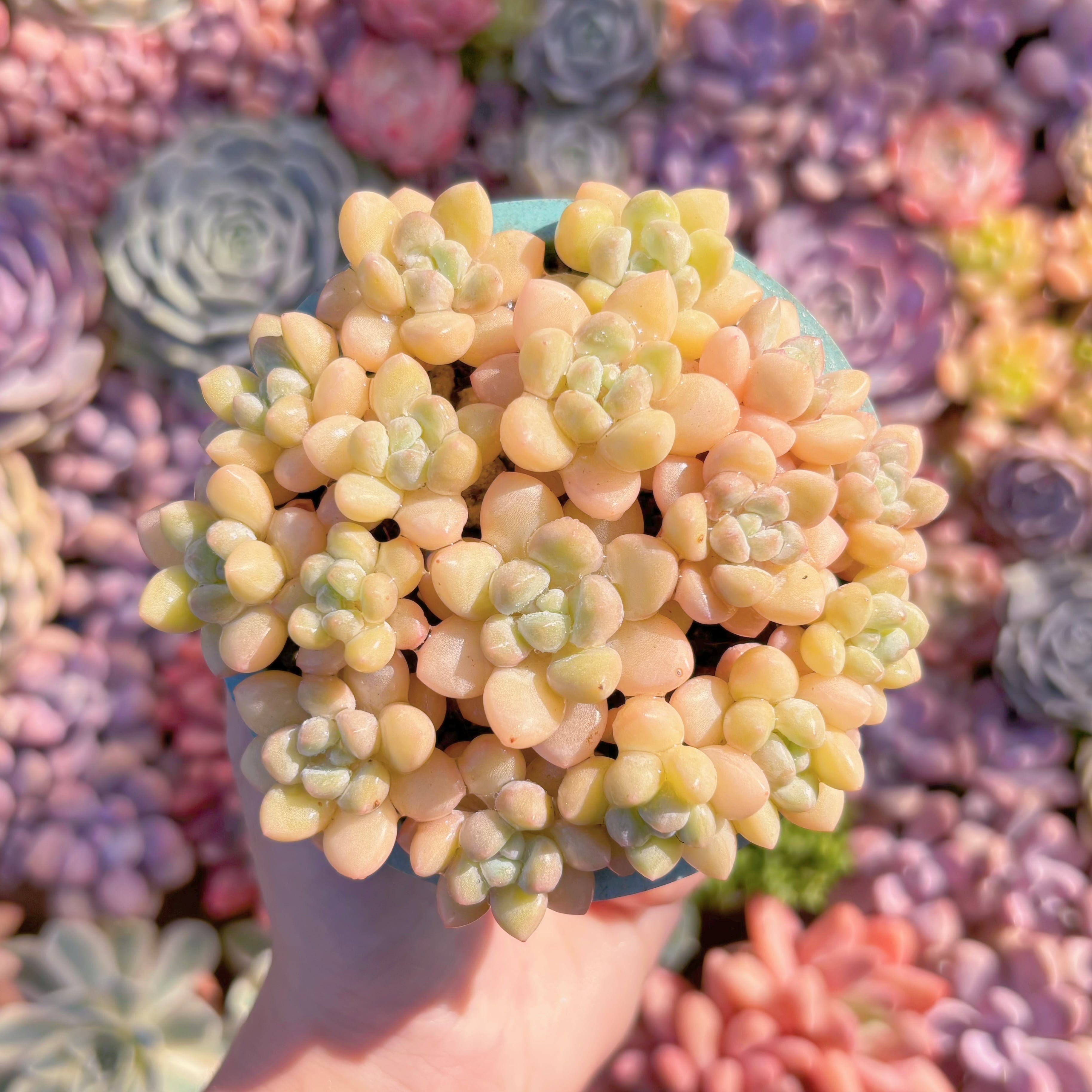 多肉植物　ピンクパール(7苗)　新入荷　るる農園