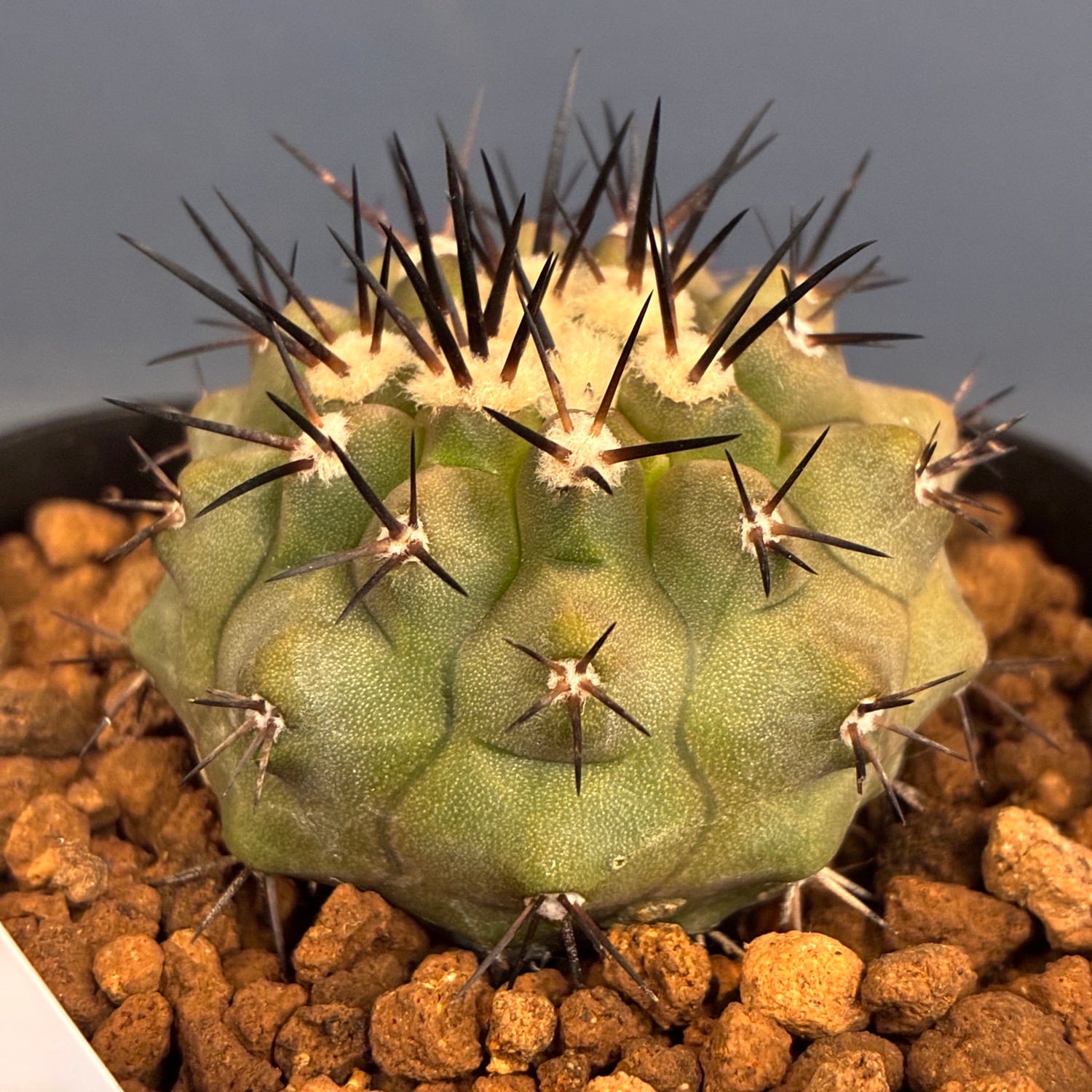 Copiapoa】サボテン コピアポア 黒王丸実生【709】 | PROTOLEAF プロト