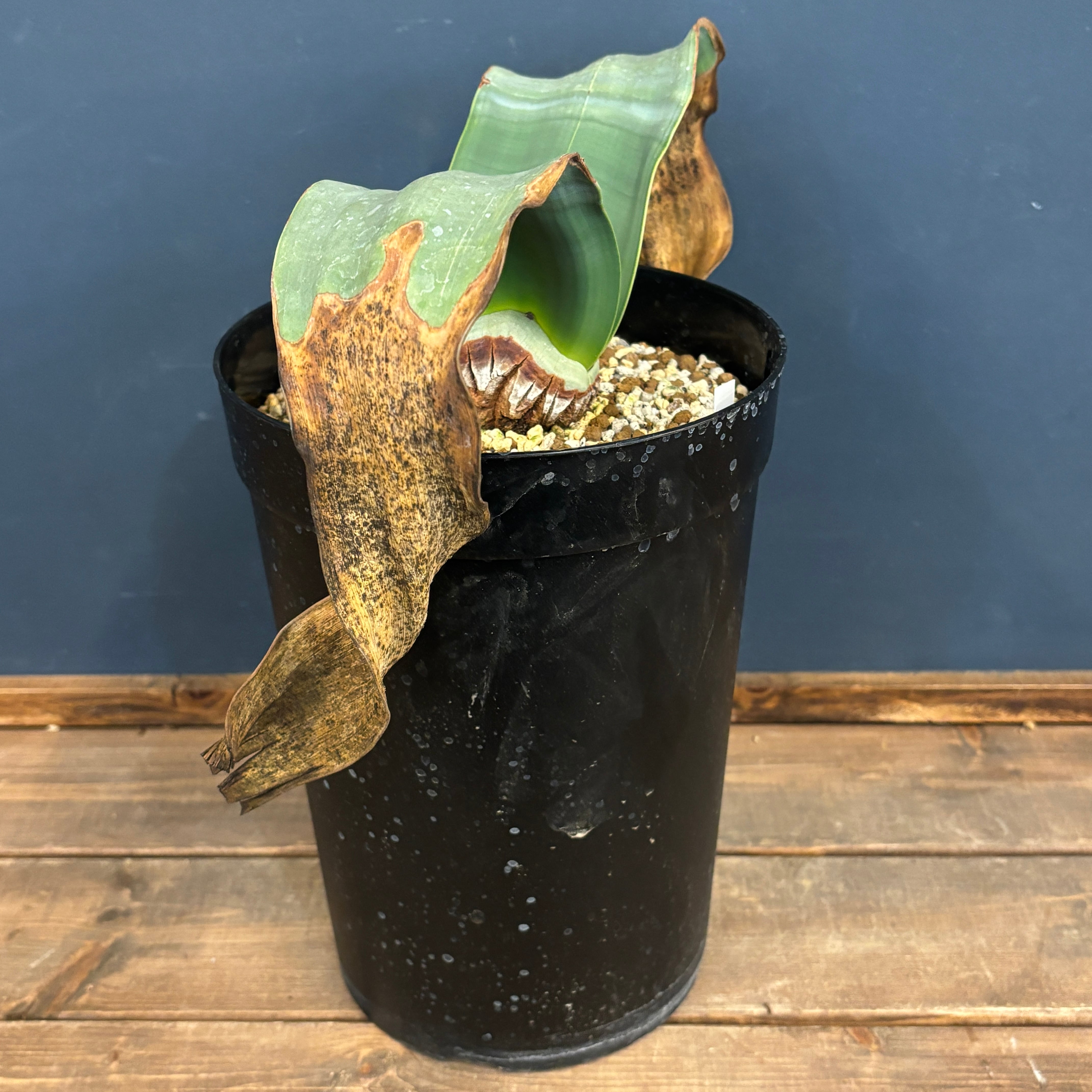 ウェルウィッチア ミラビリス 奇想天外 特大株【934】 | PROTOLEAF