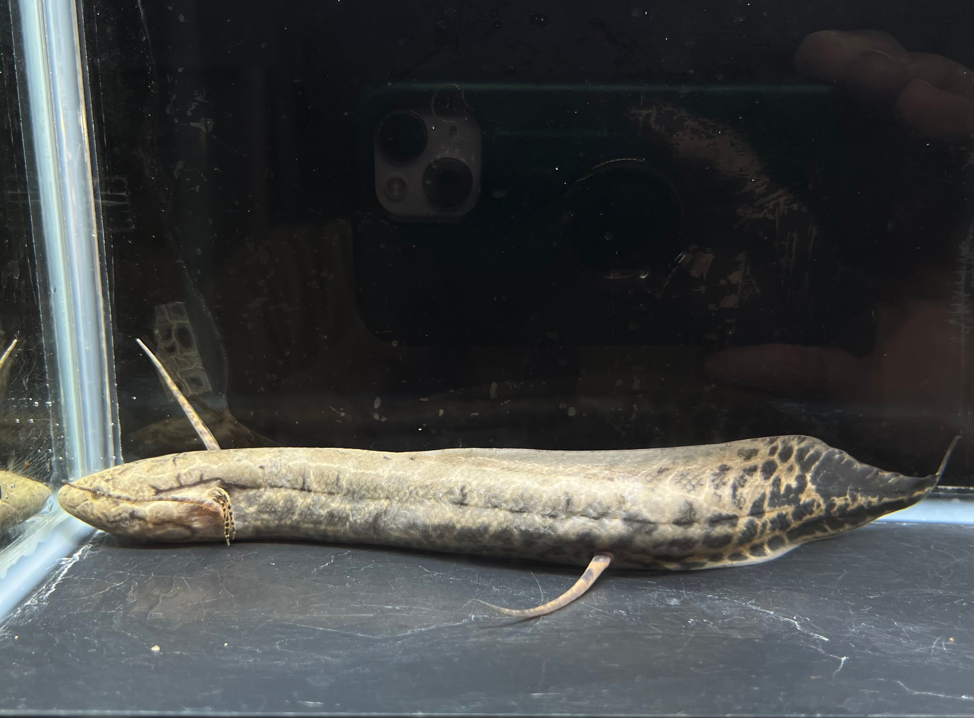 古代魚 プロトプテルス アネクテンス 丈夫で飼いやすい 人懐っこい 肺魚 現物