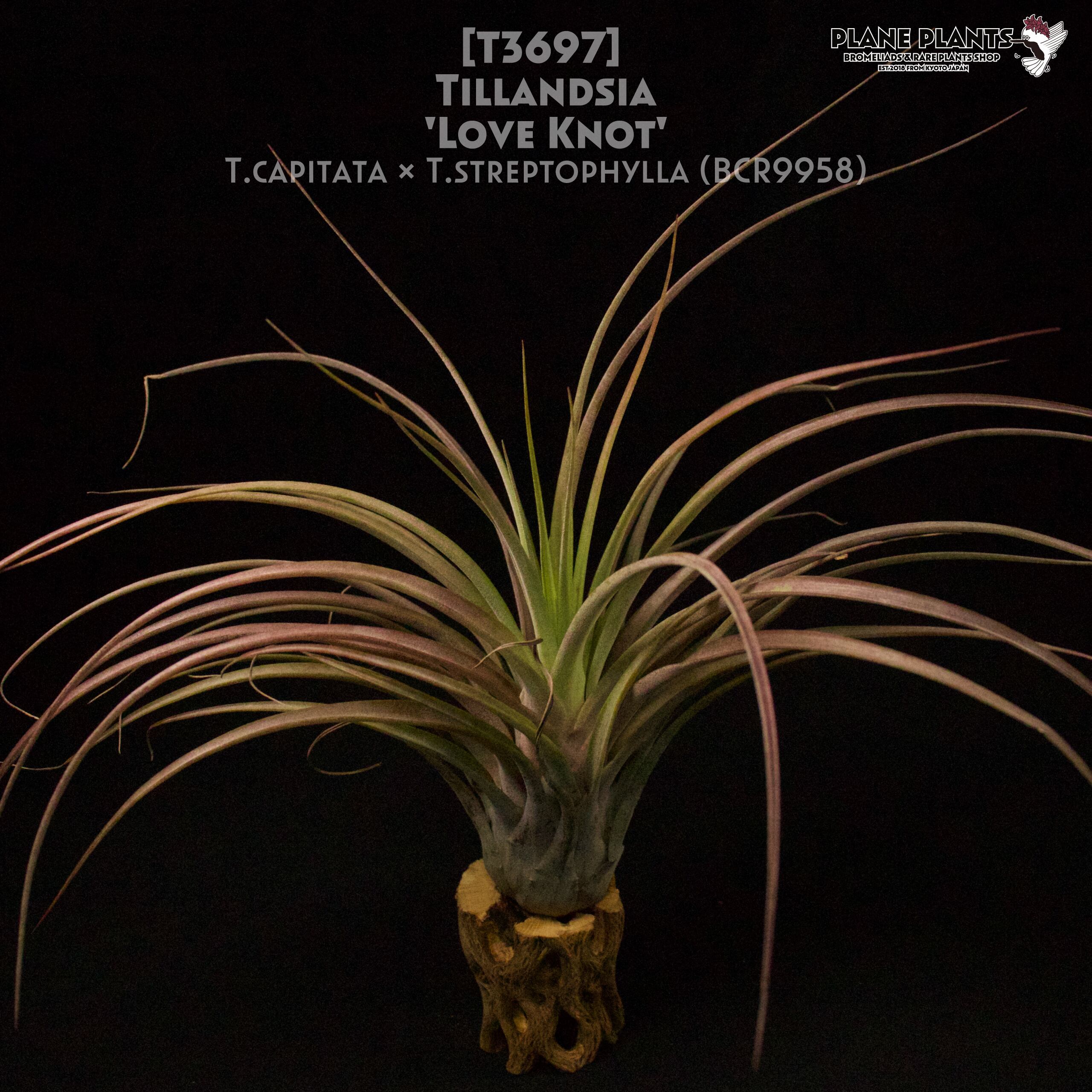 【送料無料】'Love Knot'〔エアプランツ〕現品発送T3697