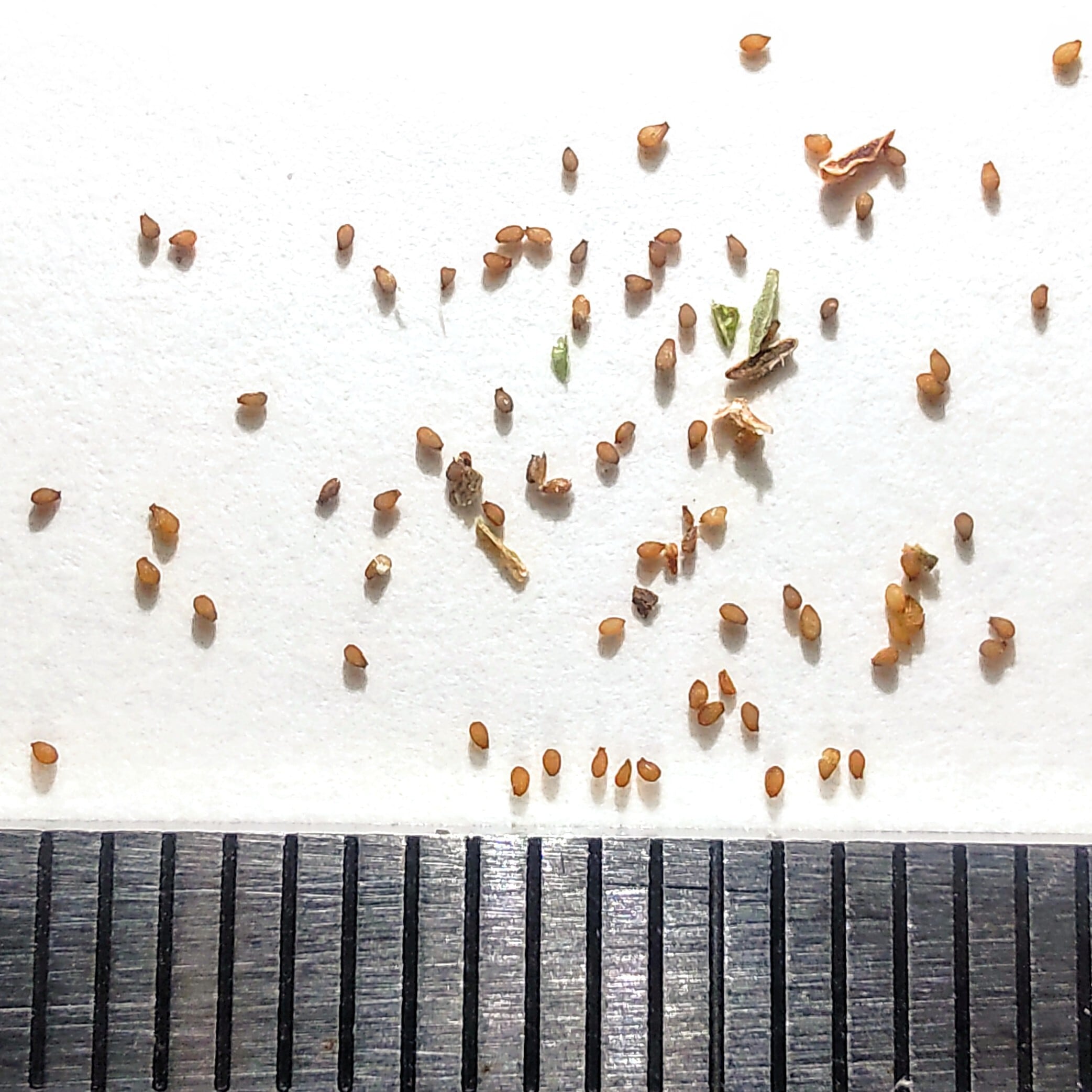 さゆり 種子セット チェーンポット 土詰・播種4点セット CP300 H-1-A (大) (CP303,CP304