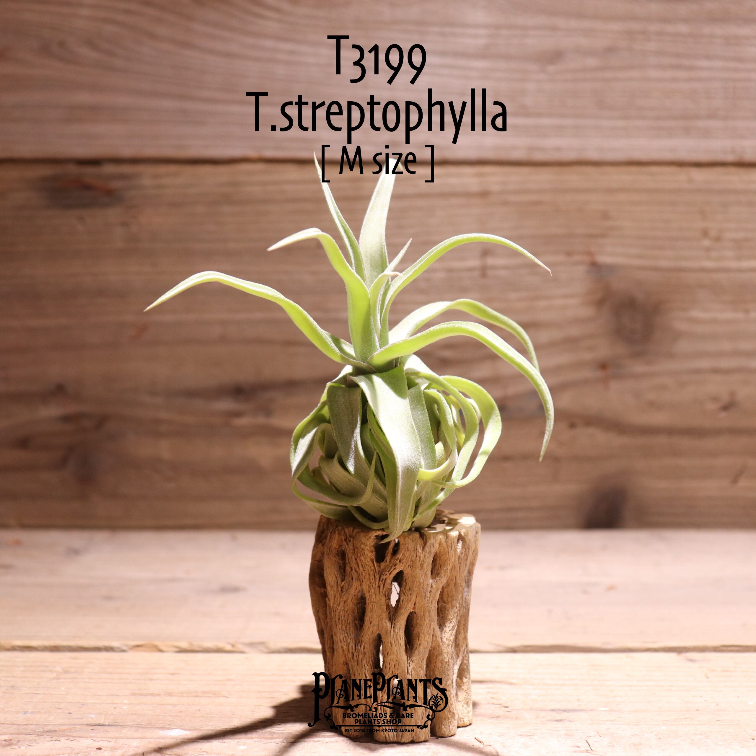 【送料無料】streptophylla M〔エアプランツ〕現品発送T3199
