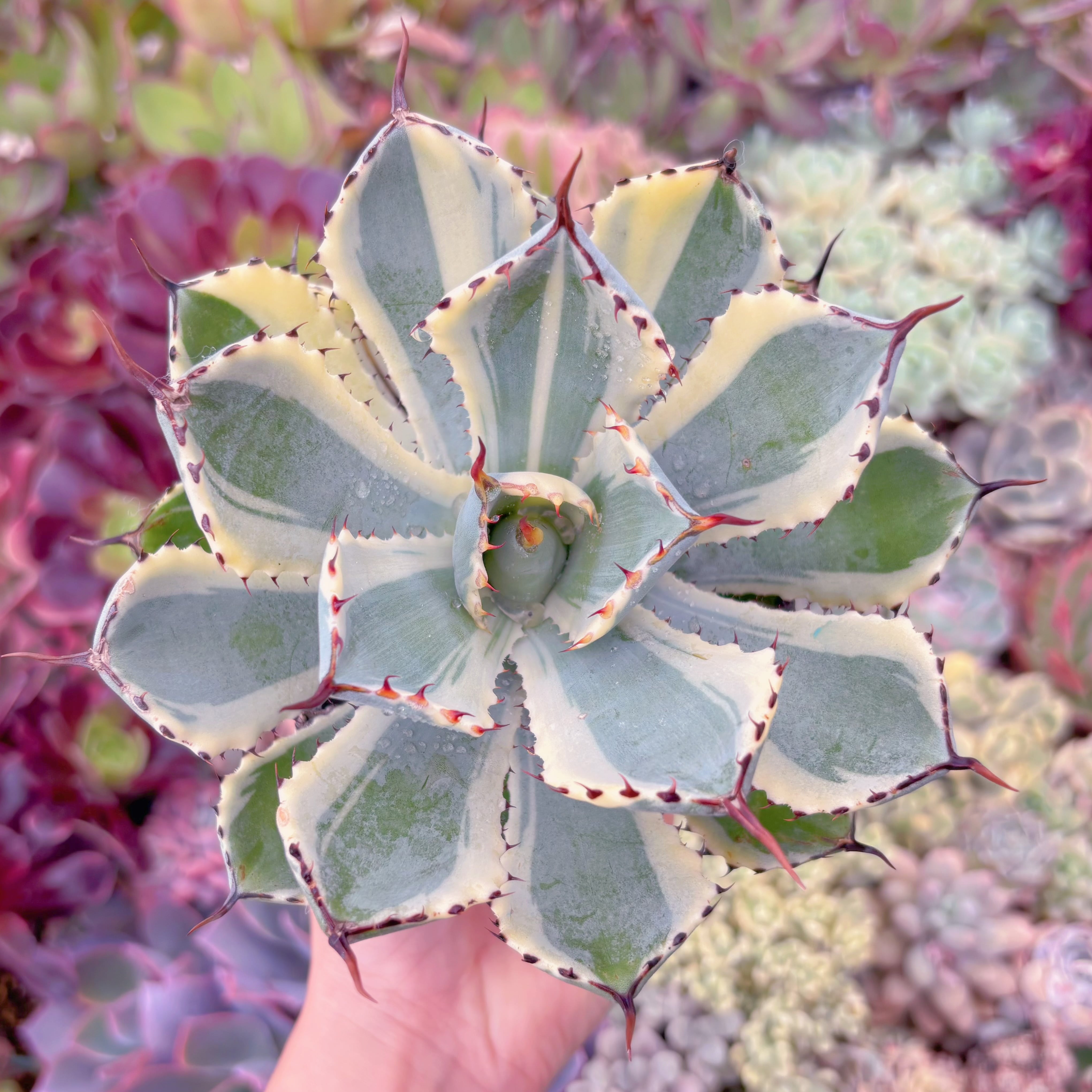 現物　吉祥冠錦#E11　特大苗　るる農園