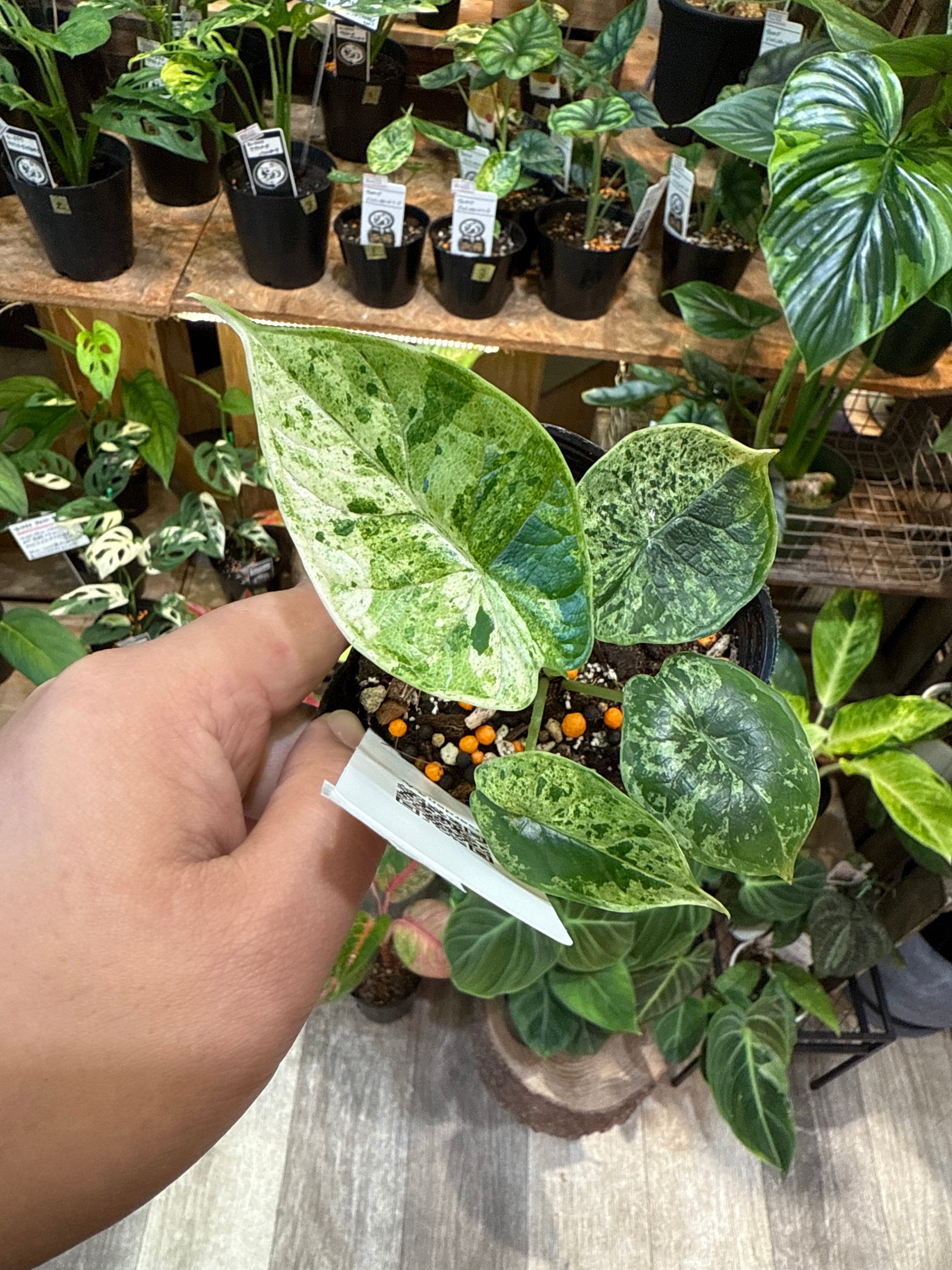 B［希少］アロカシア ドラゴンスケールミント | Gardenえん 【観葉熱帯