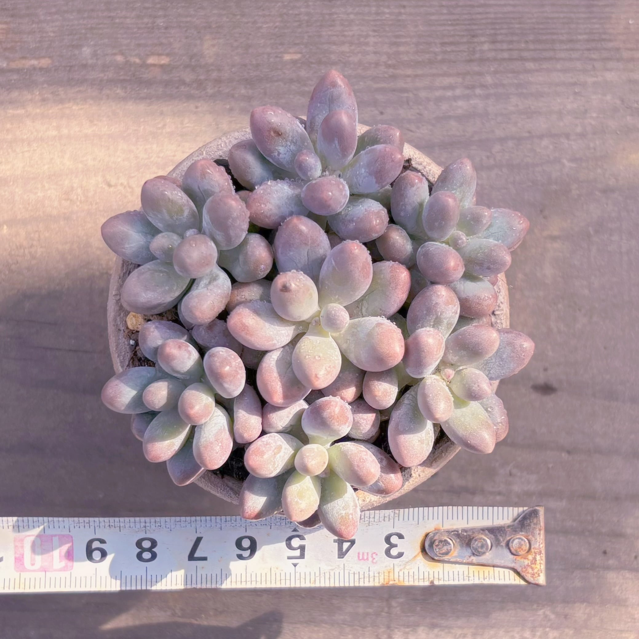 多肉植物 湯園(7苗) 新入荷 るる農園 | るる農園~多肉植物専門