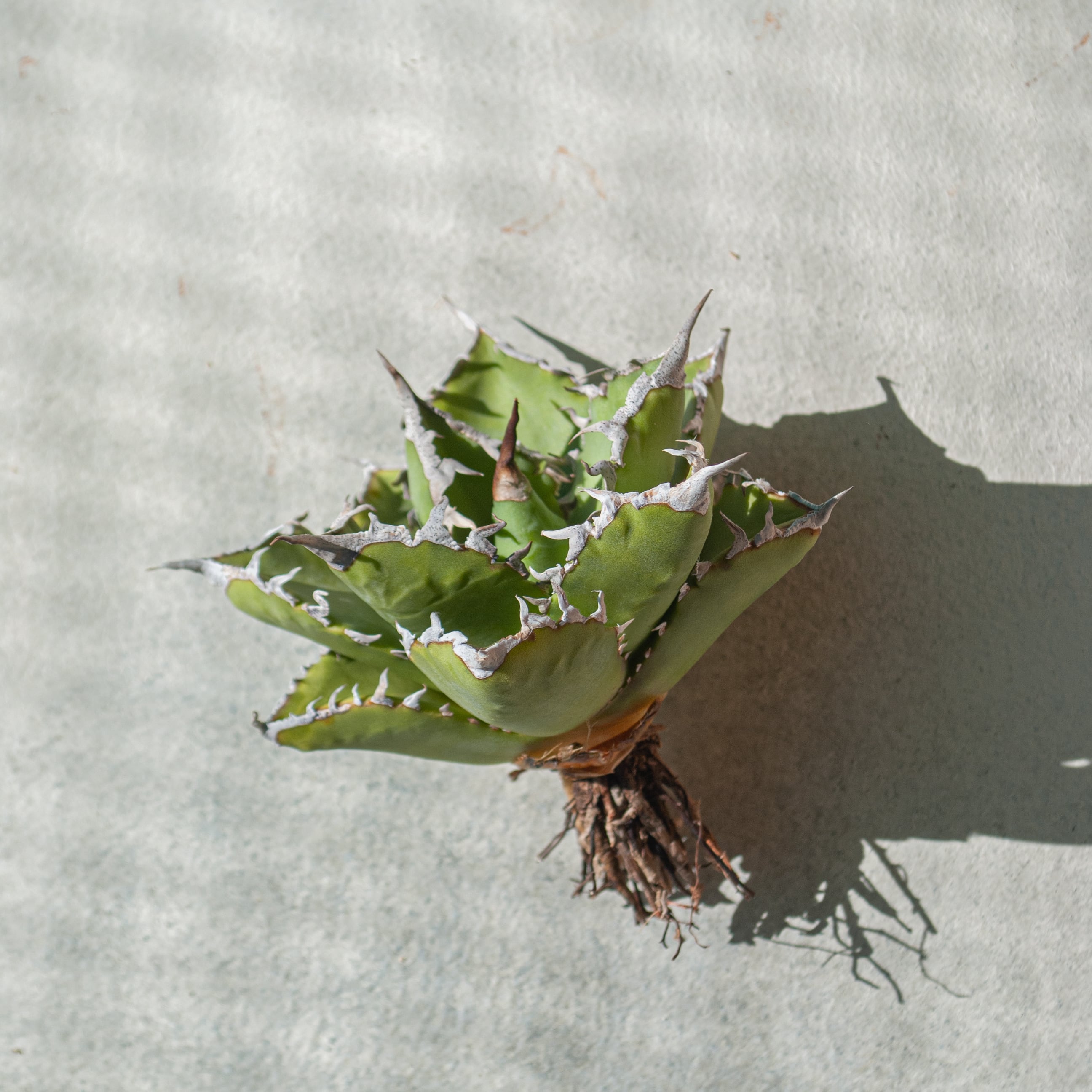 初売り!!】アガベ チタノタ 夕映巌竜 | Agave Rocon