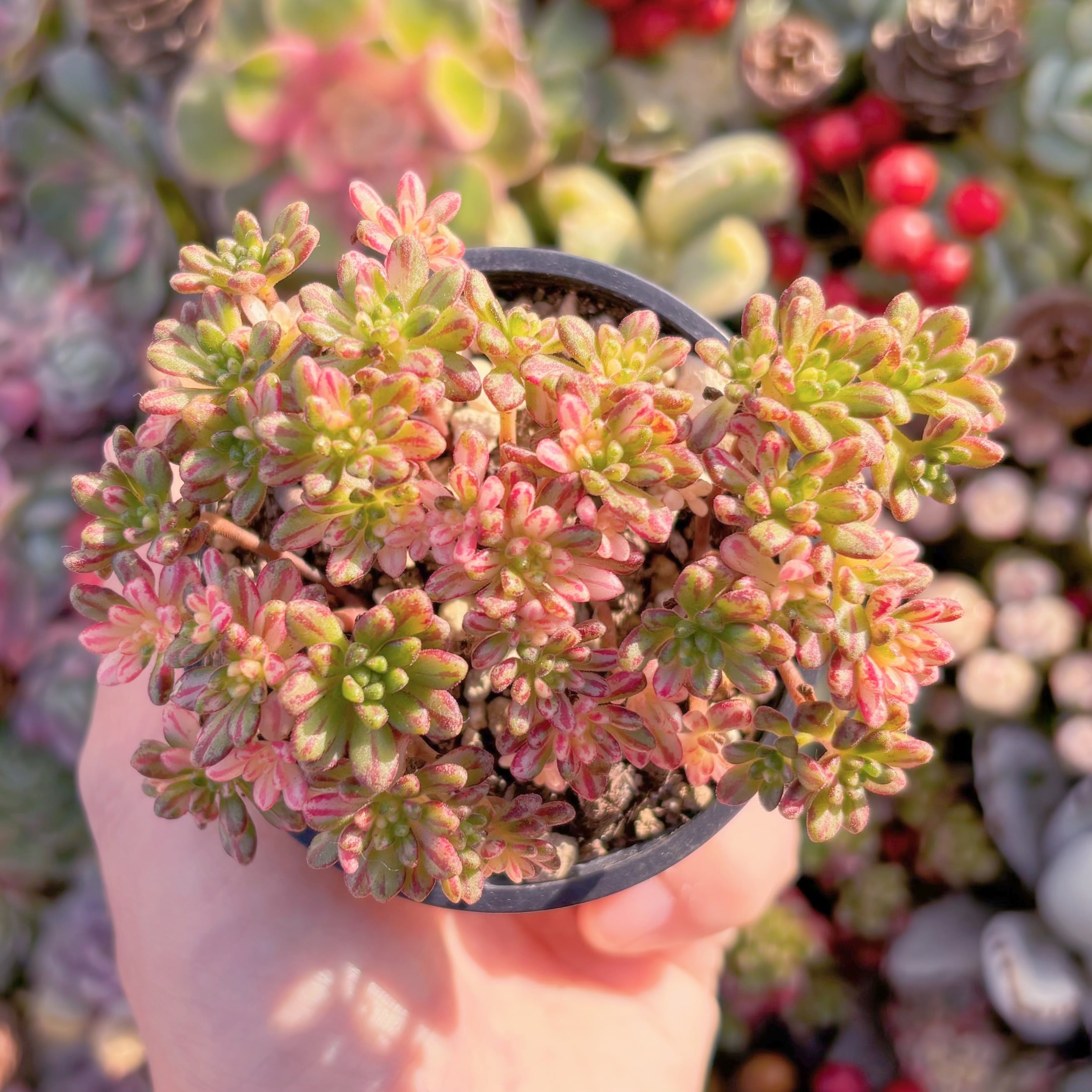 現品　小人の祭り錦#621　群生　るる農園