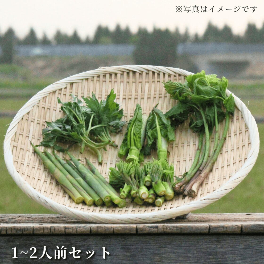 山菜 ミズの実 ミズのコブ 新潟県産 採れたて新鮮発送 ミズ