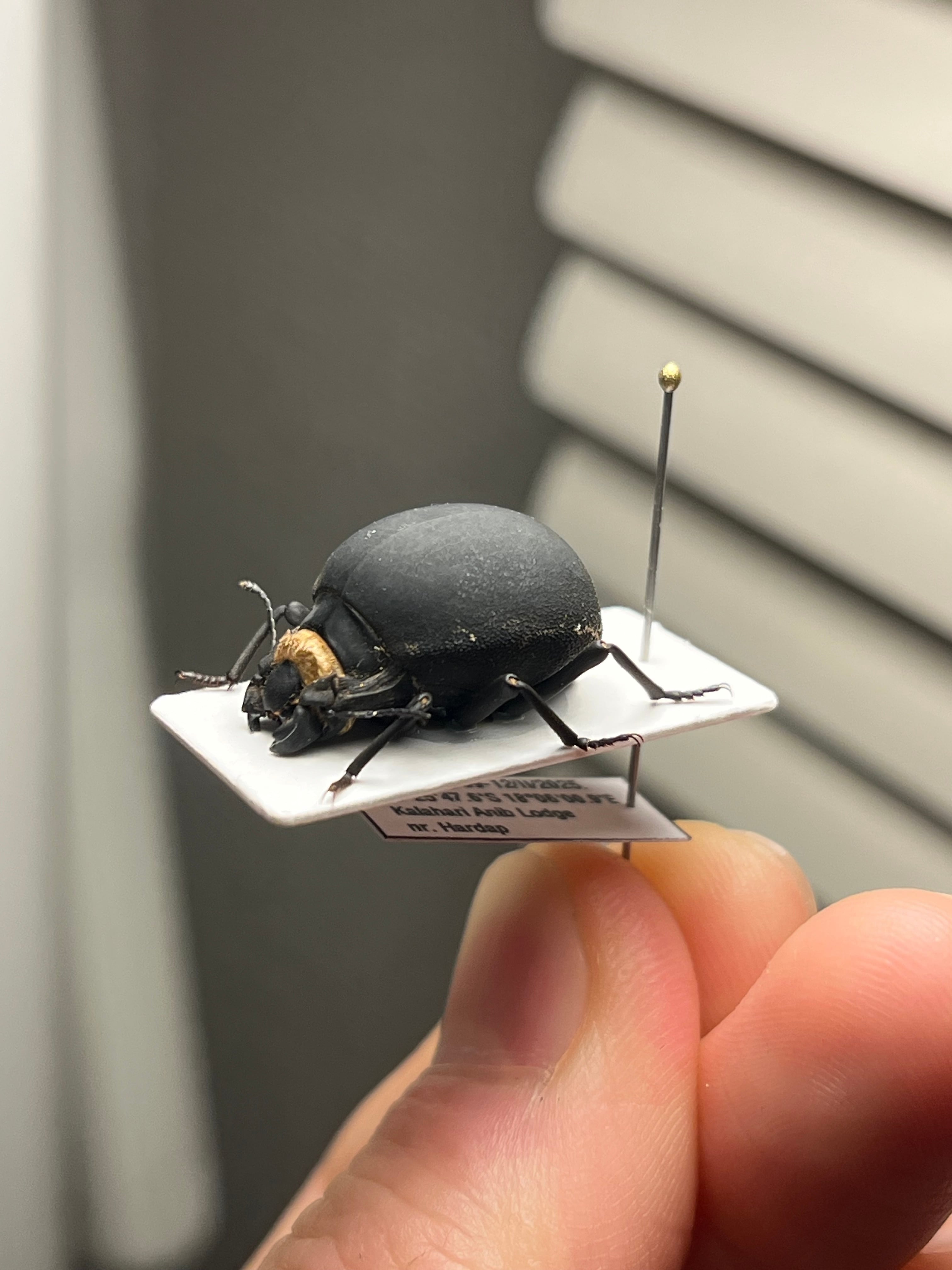 19mm】マエガミパッツンゴミムシダマシ バケモノカオナシ