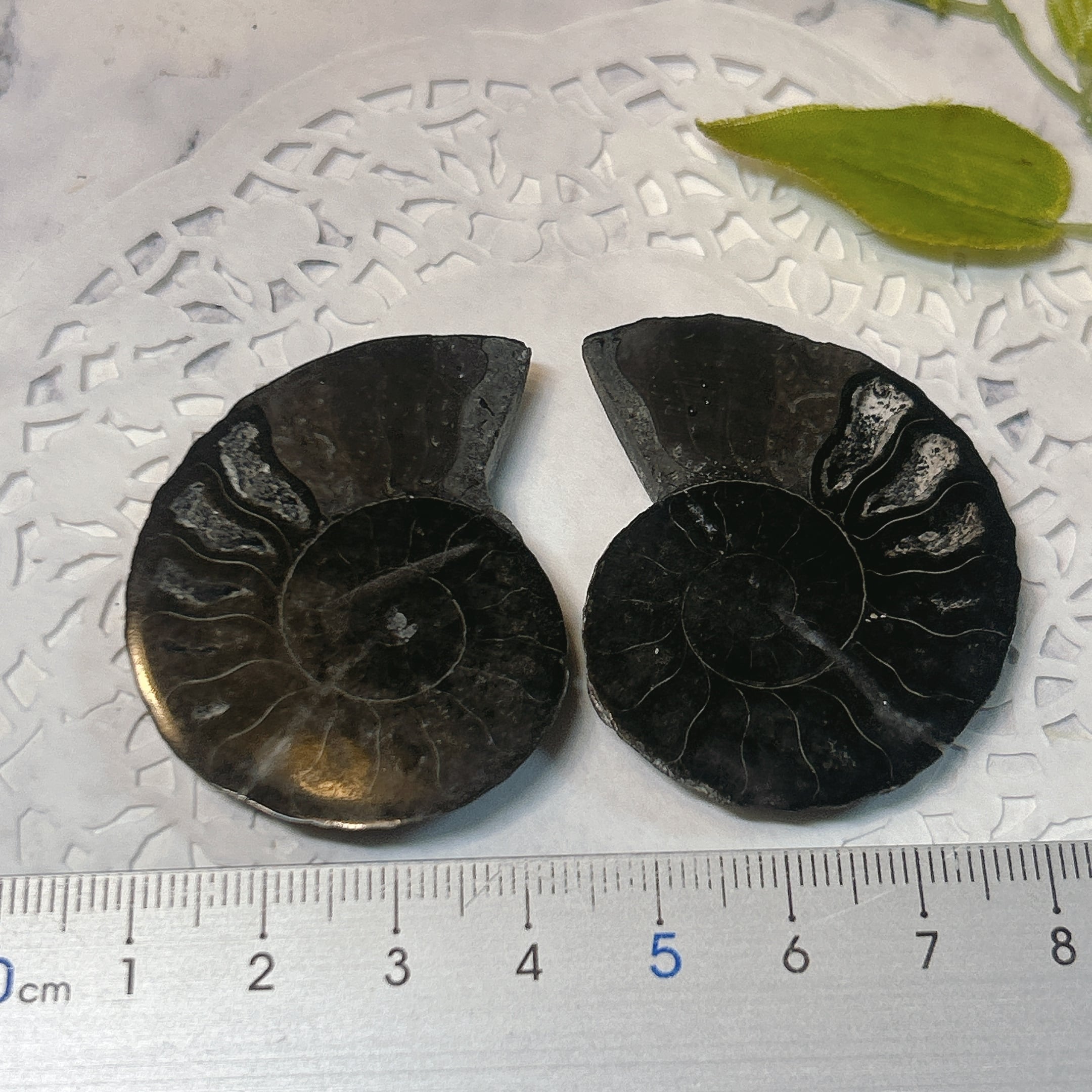 アンモナイト化石 白亜紀資料館の展示物 -アンモナイト化石-