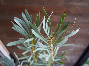 【現物】プロテア ”ルビーブラッシュ” 6号 A