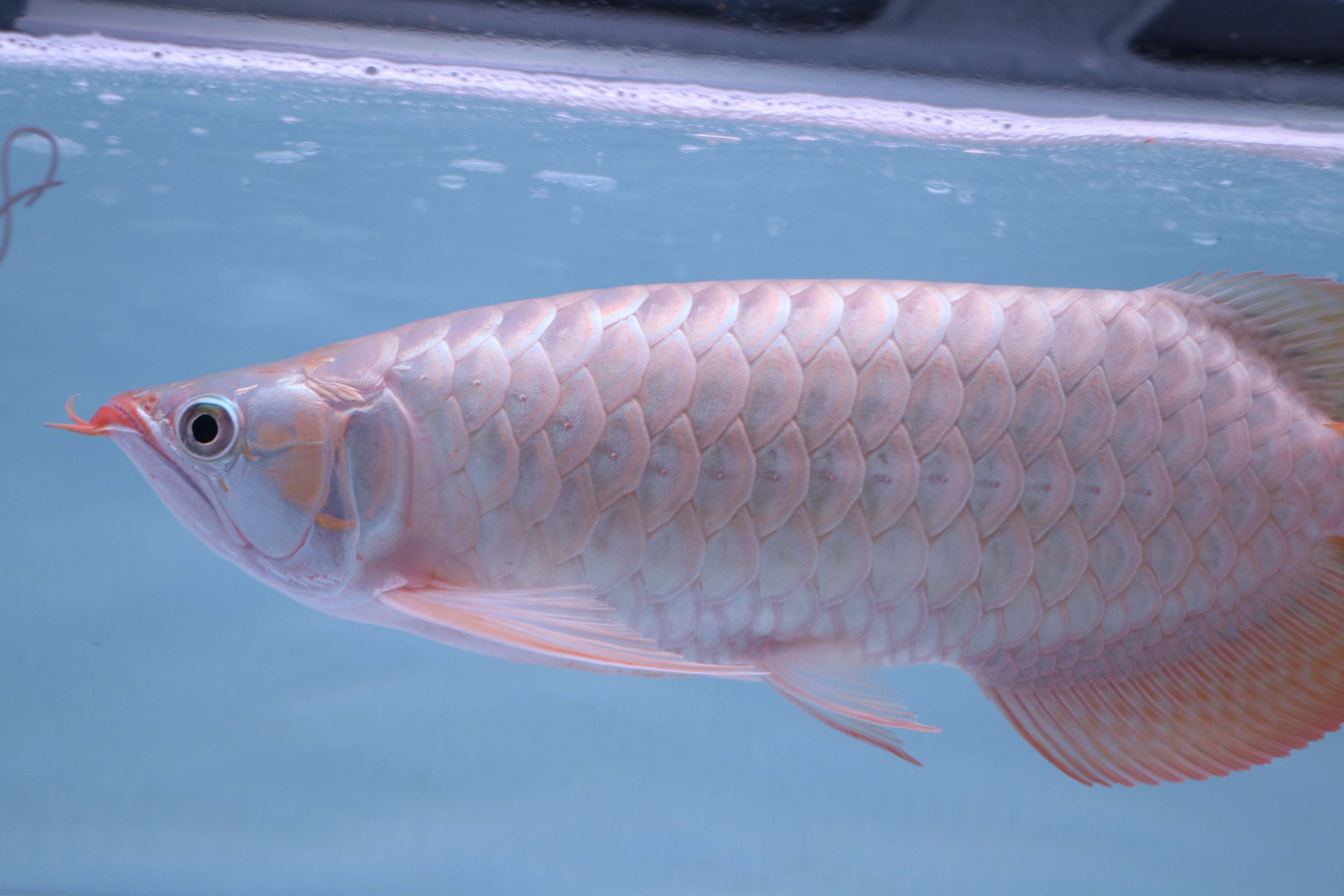 200,001円〜 | アロワナ等の大型魚・熱帯魚のオンライン販売店