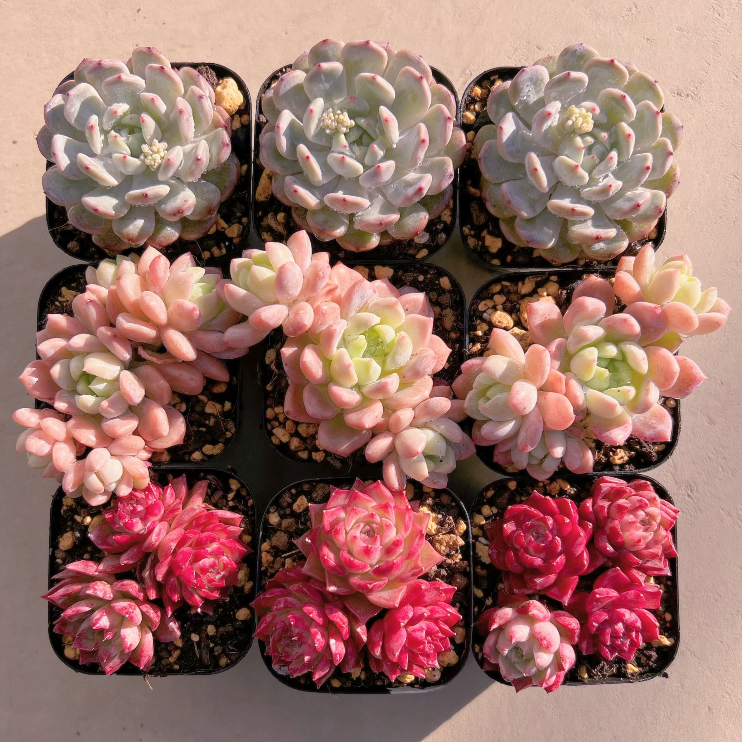 BASE販売会セット007