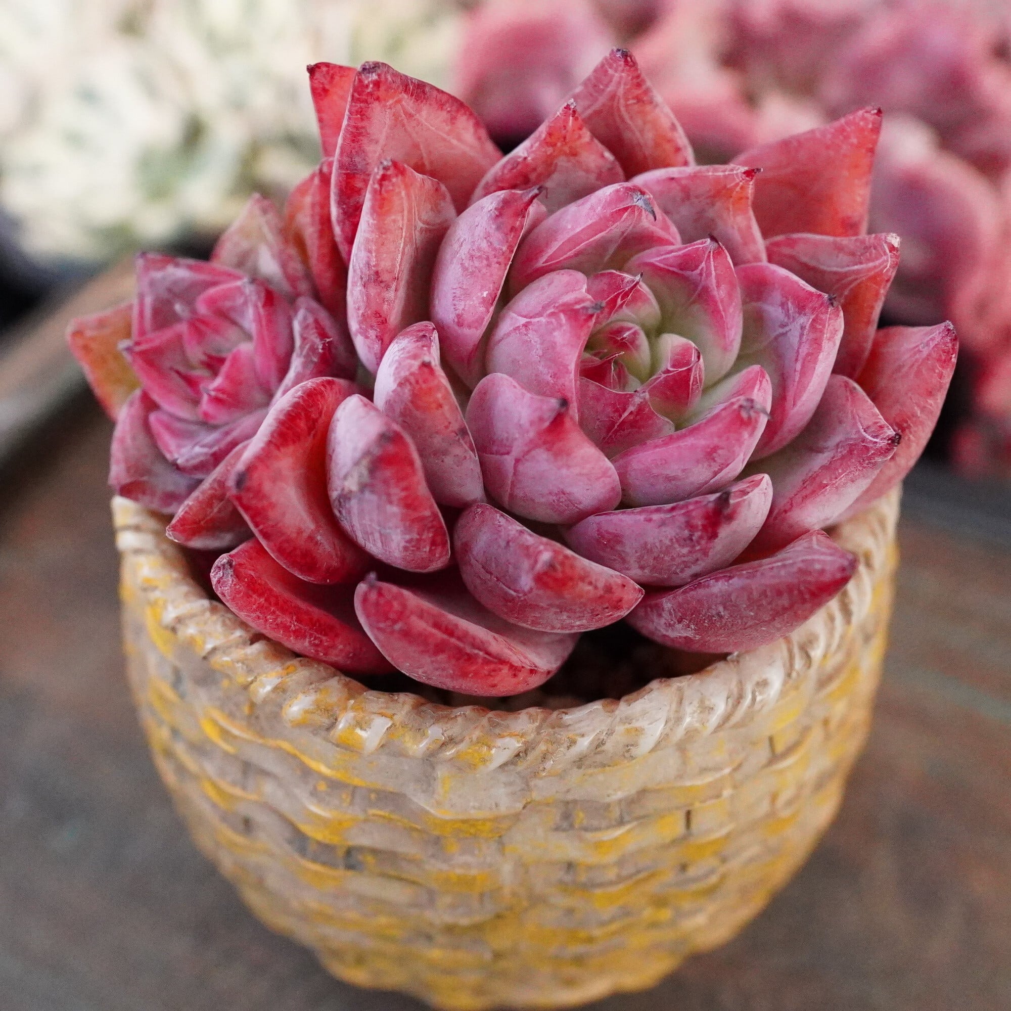 多肉植物　韓国苗　メタファー　発根済み 多肉植物 | E-TANIKU