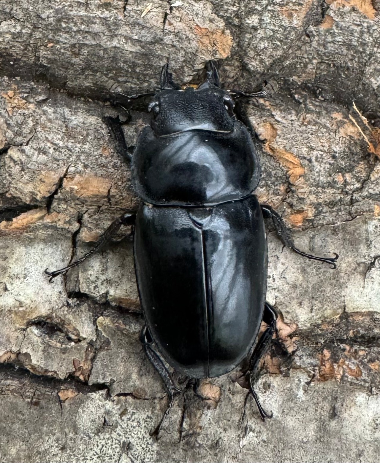 【WD】貴重種《フォルフィクラノコギリ(マルバネノコギリ) 70mm ペア》