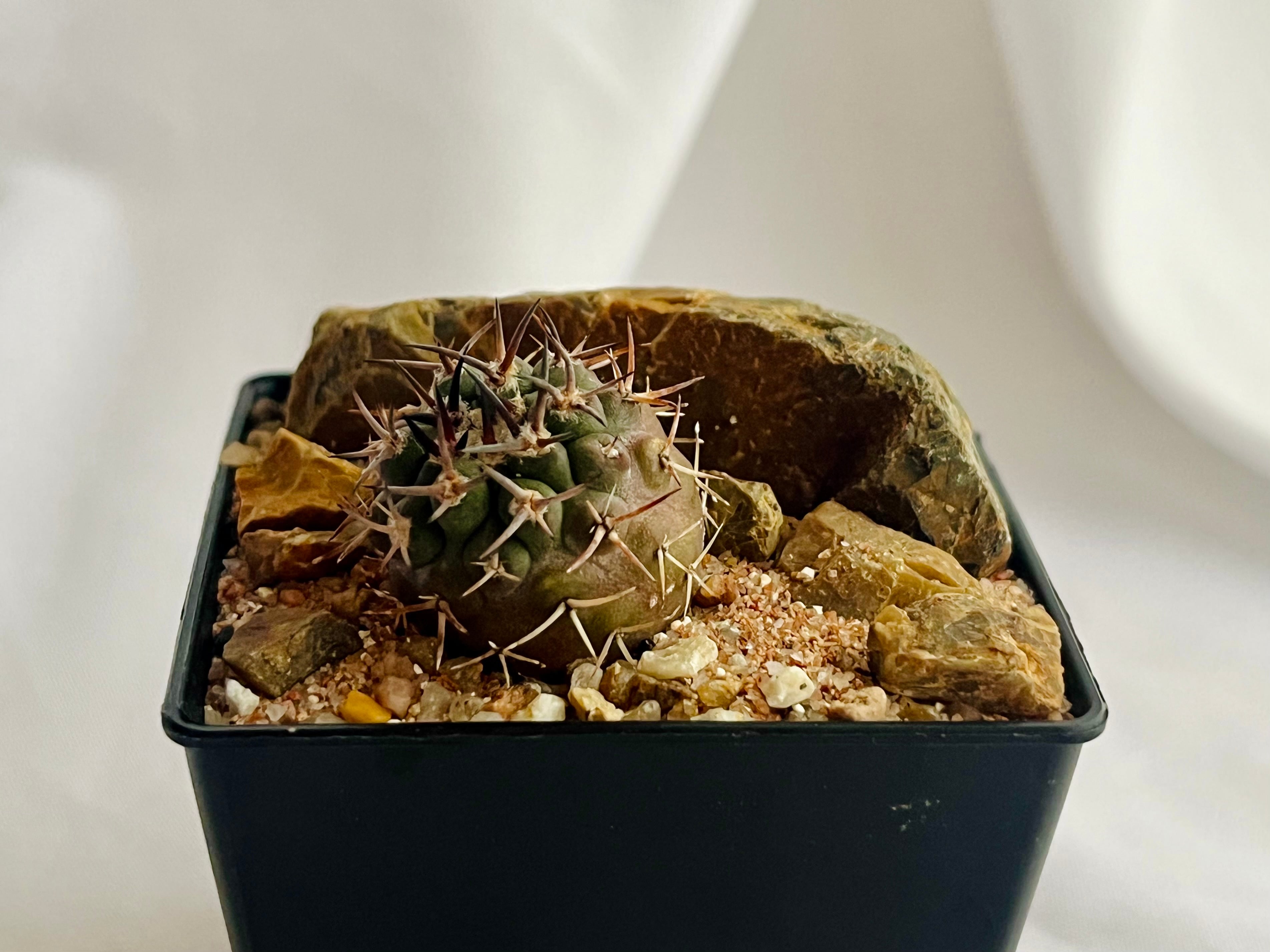 エリオシケ　マライエンシス ROS1220.1 3苗セット エリオシケ マライエンシス ROS1220.1 3苗セット