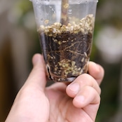 Banana Musa Ae Ae⑧ / ムサ アエアエ (斑入バナナ)│観葉植物