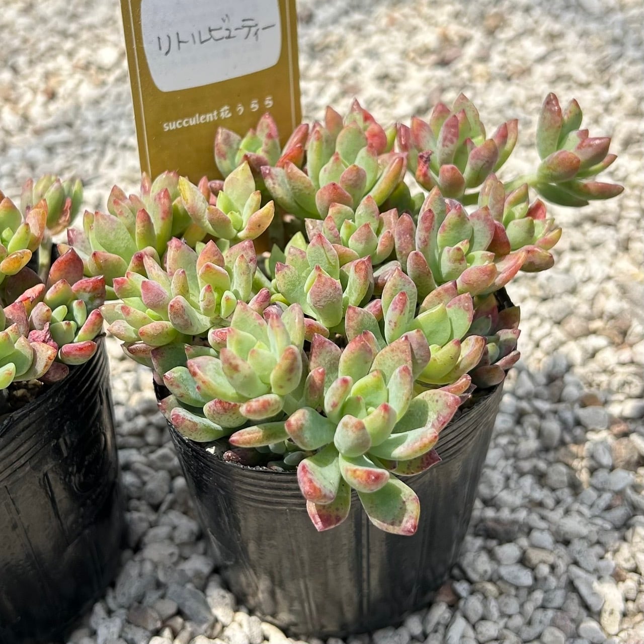 ALL ITEM | Succulent 花うらら 〜多肉植物