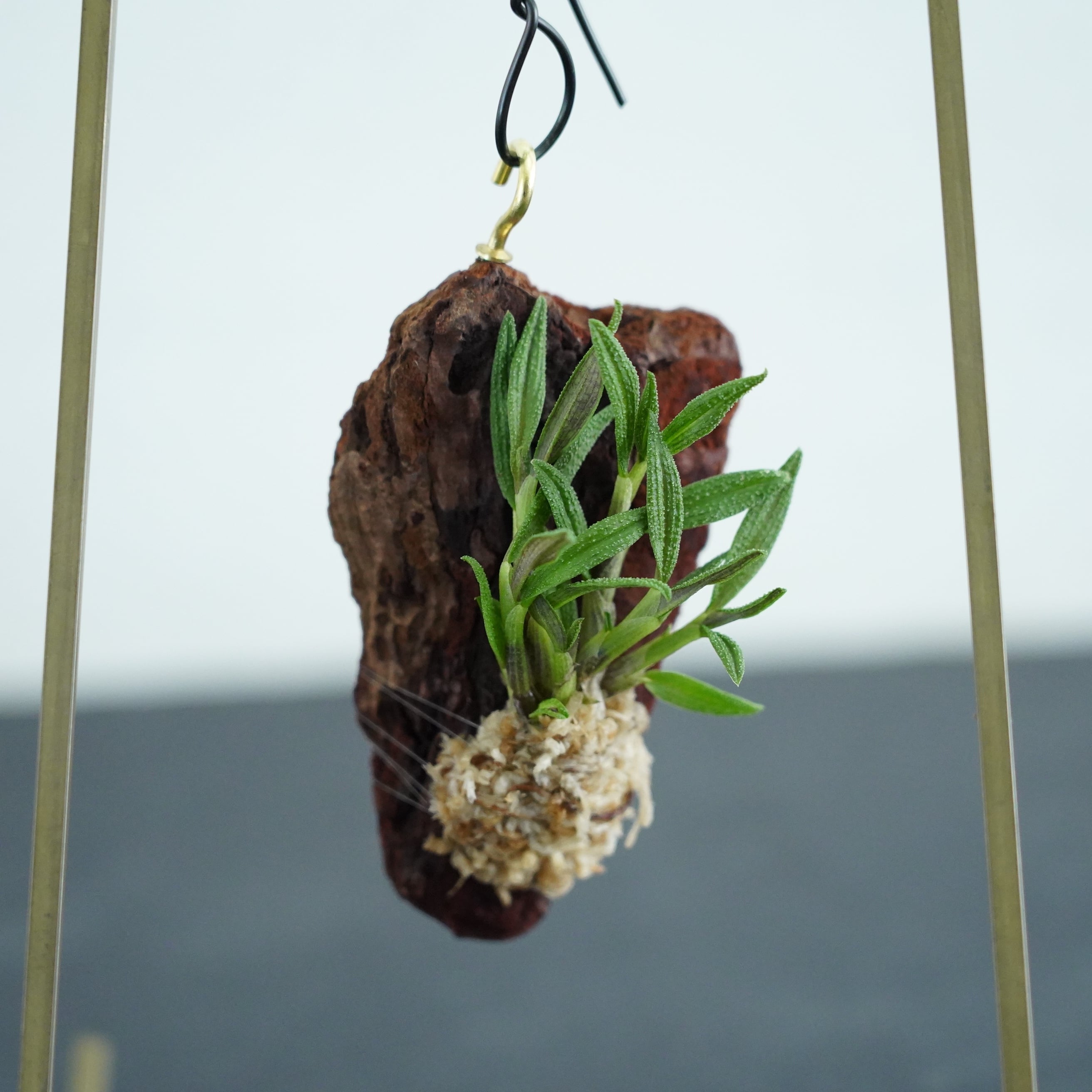 ラン科植物 | 苔テラリウム専門ショップ道草