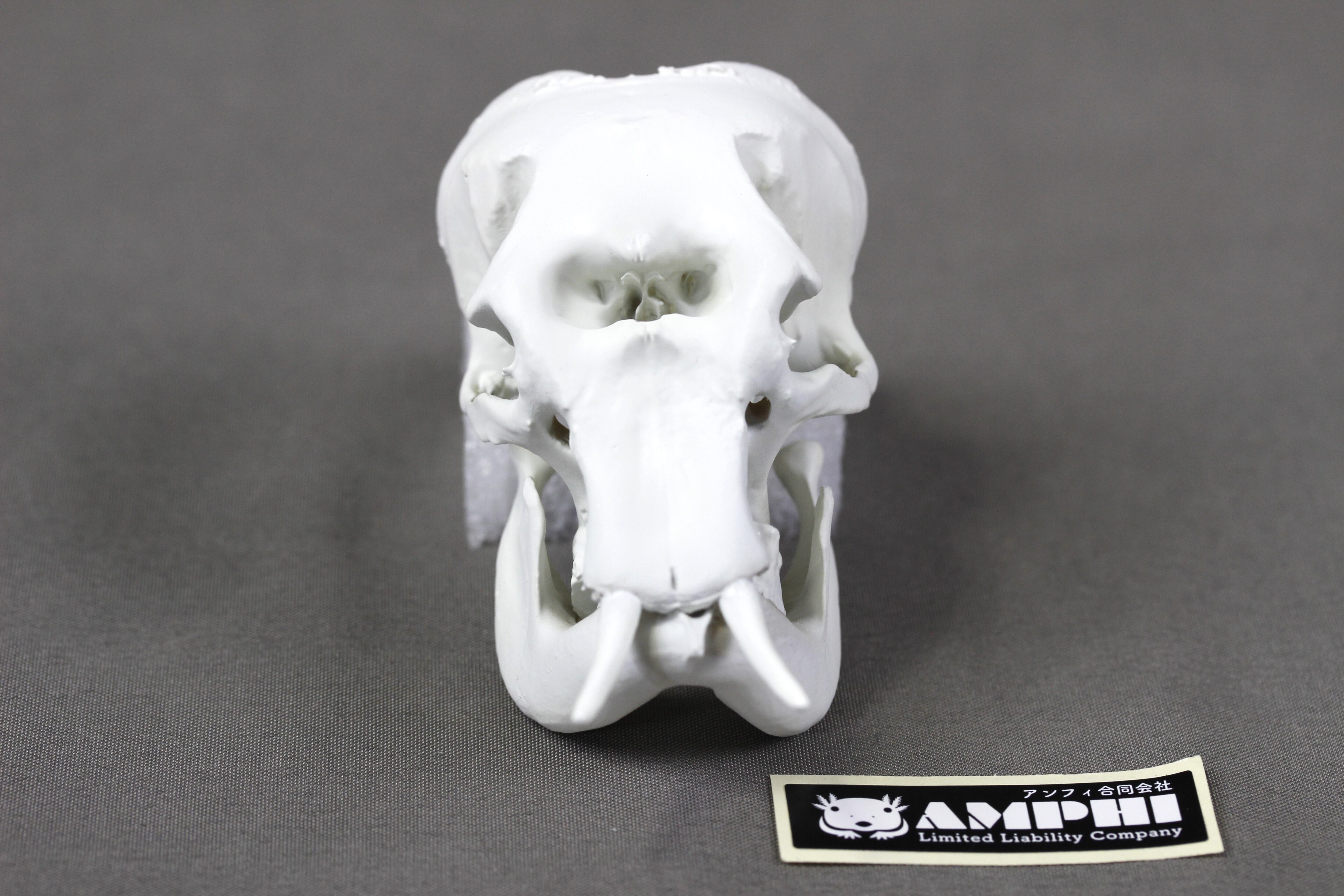 約8cm】 アジアゾウ 縮小 頭骨模型 | アンフィ合同会社