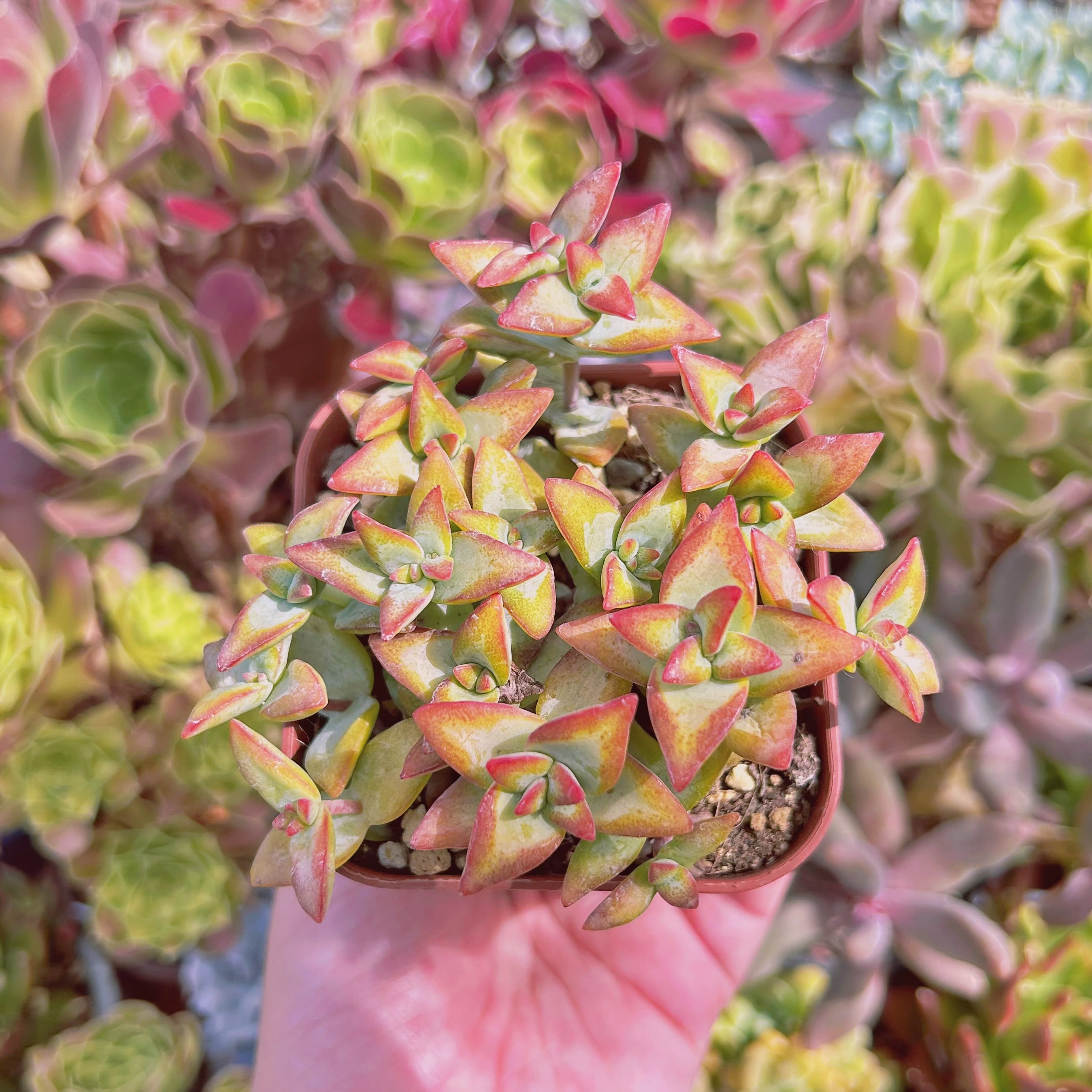 現物　多肉植物　Love Letter