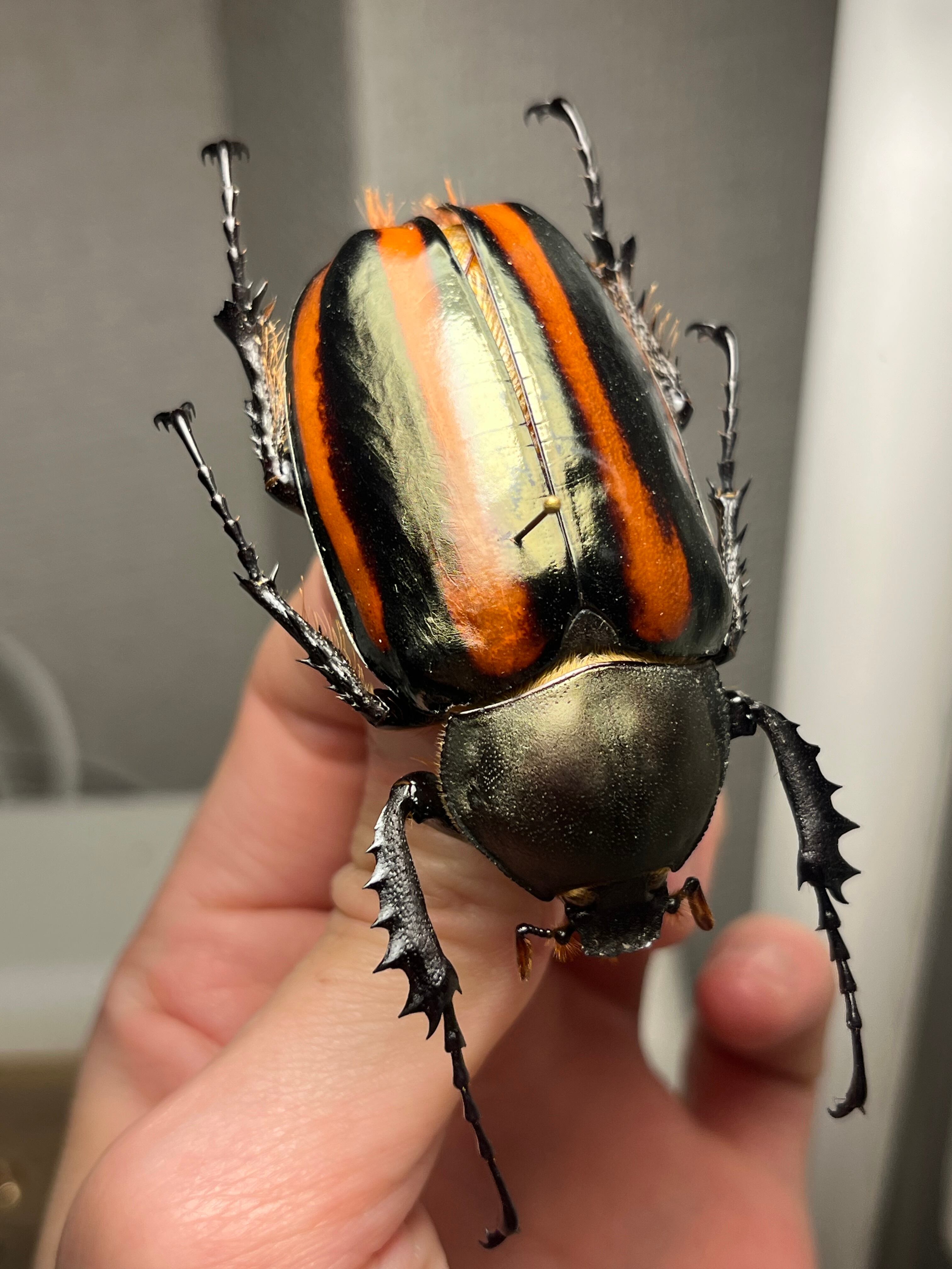 手長黄金最高峰】セスジドウナガテナガコガネ ♀標本 プラチナコガネ