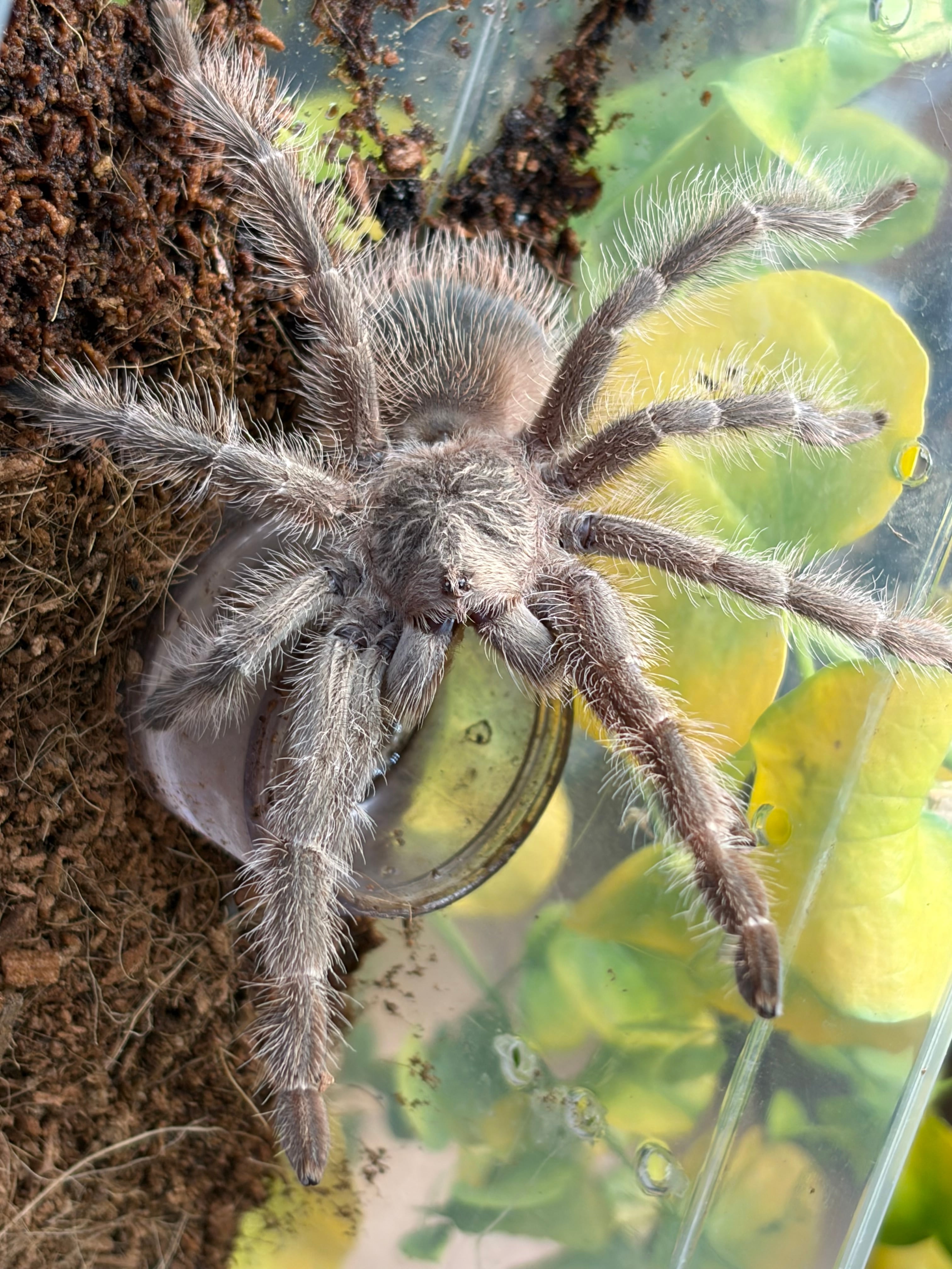 Lasiodora | オモニキチュウ