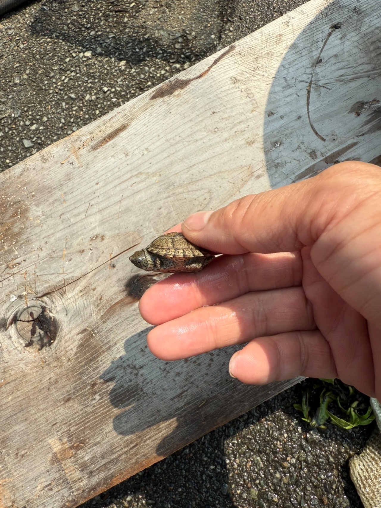 カブトニオイガメ - 5