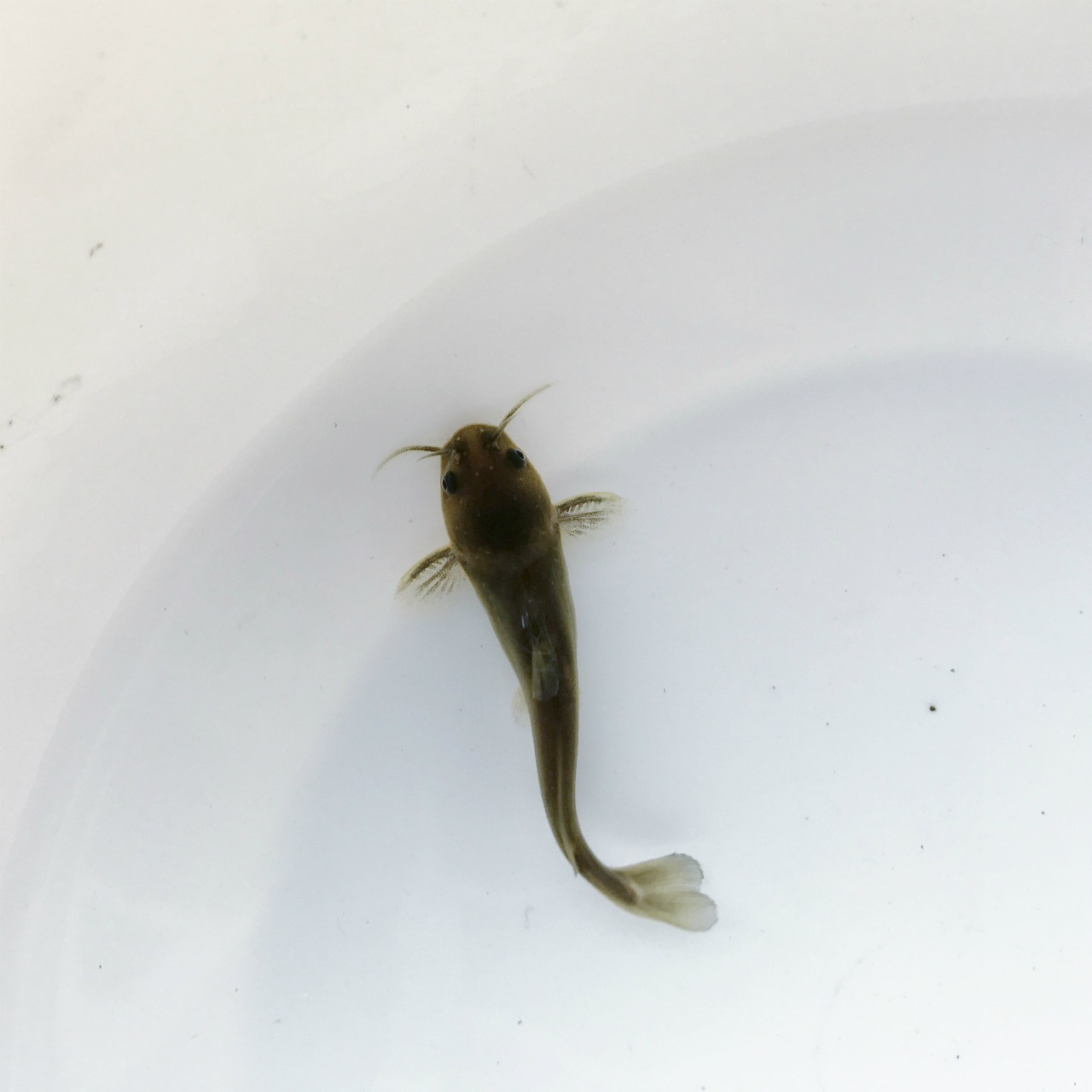 （淡水魚）ギバチ　S（2～4ｃｍ±）　（1匹）【生体】