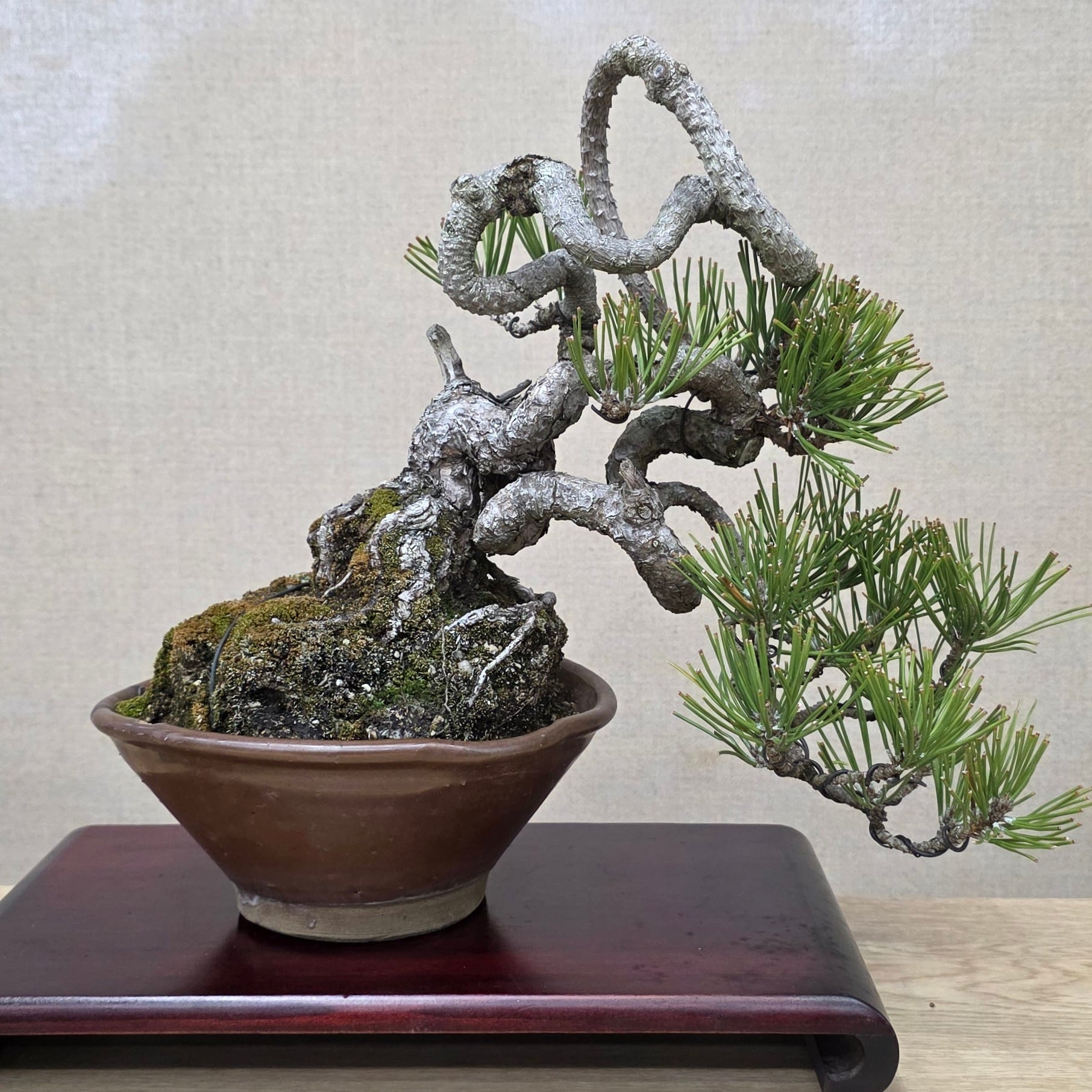 盆栽　自然石付き黒松　盆景　眺めいい❣️2鉢で 47 松盆栽 石付き（青木悦子） | クラフト盆栽美術館 Artcraft Bonsai