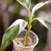 Banana Musa Ae Ae⑧ / ムサ アエアエ (斑入バナナ)│観葉植物