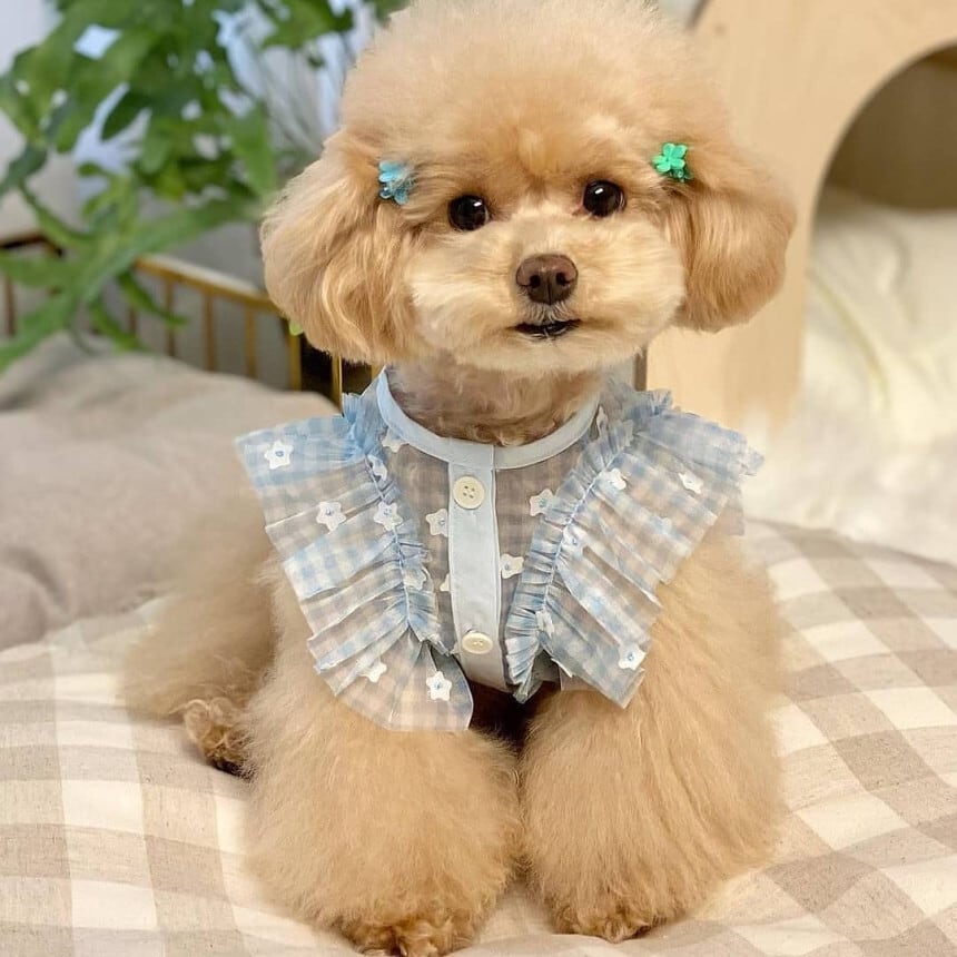 韓国犬服【Mon ami】Country warm vest - 犬用品