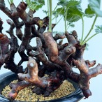 Pelargonium mirabile【ぺラルゴニウム・ミラビレ】