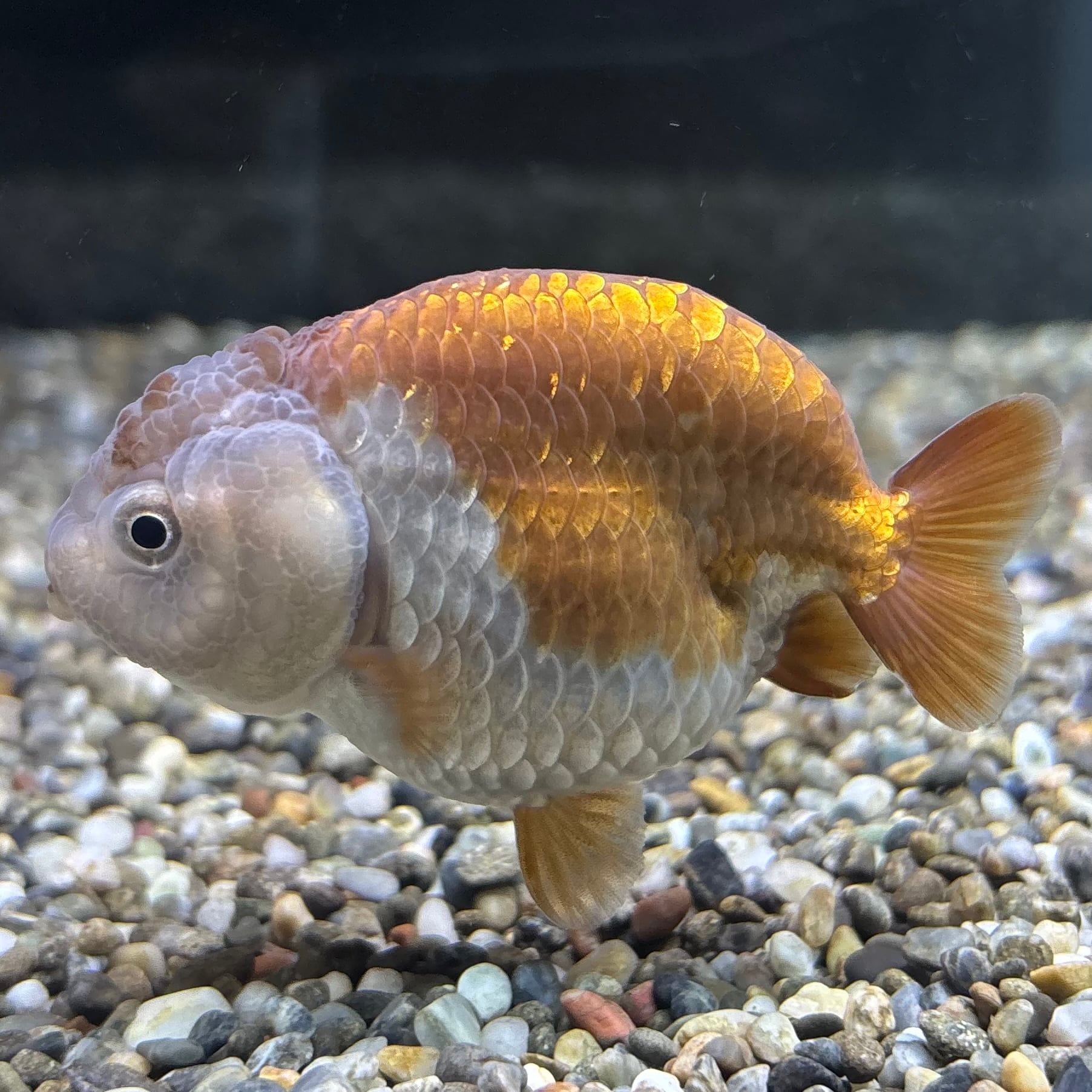 瑪瑙らんちゅう 8cm